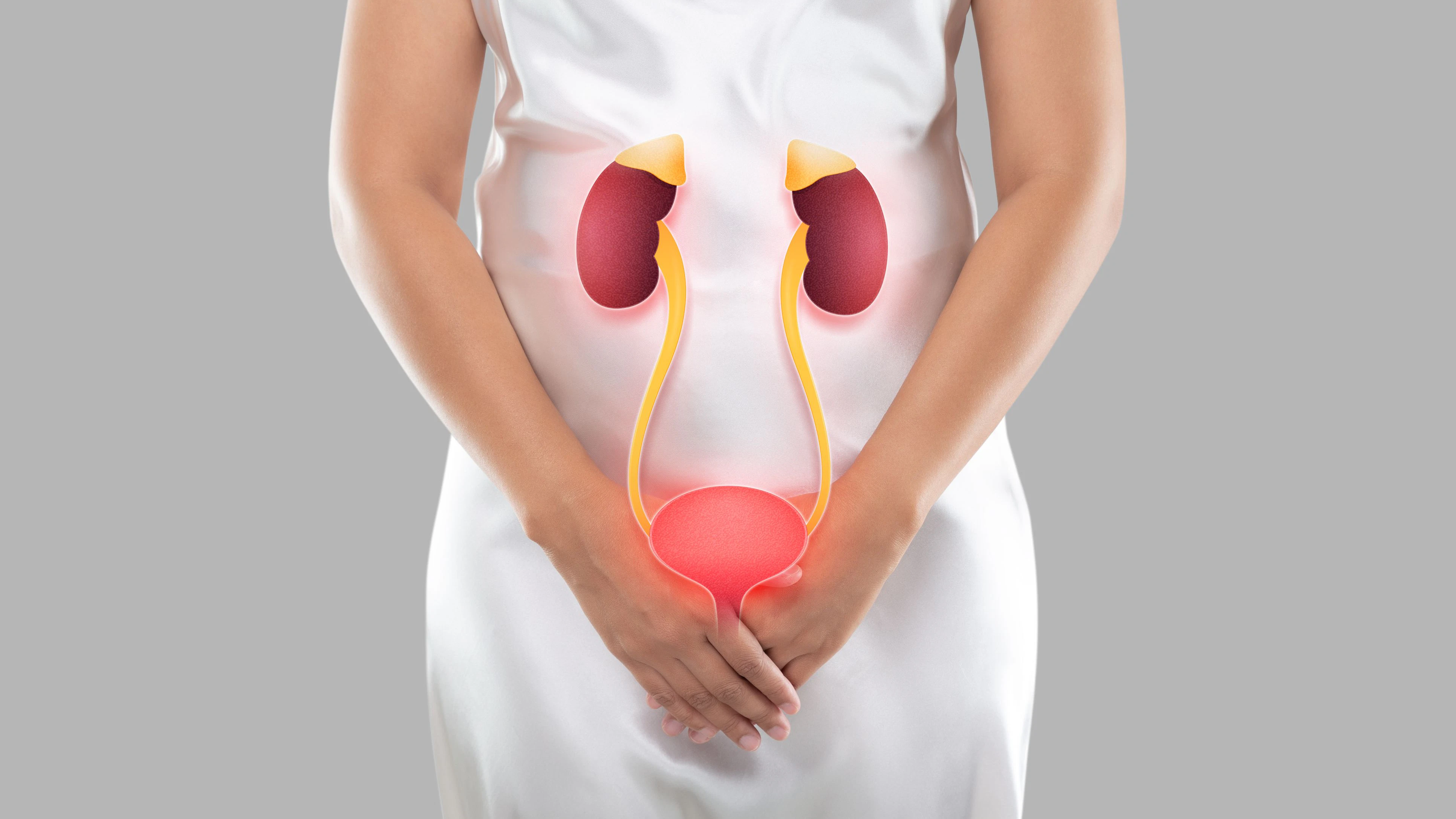 Illustration of the bladder and kidneys is on the woman's body, On a gray background, Kidney failure or Kidney damage