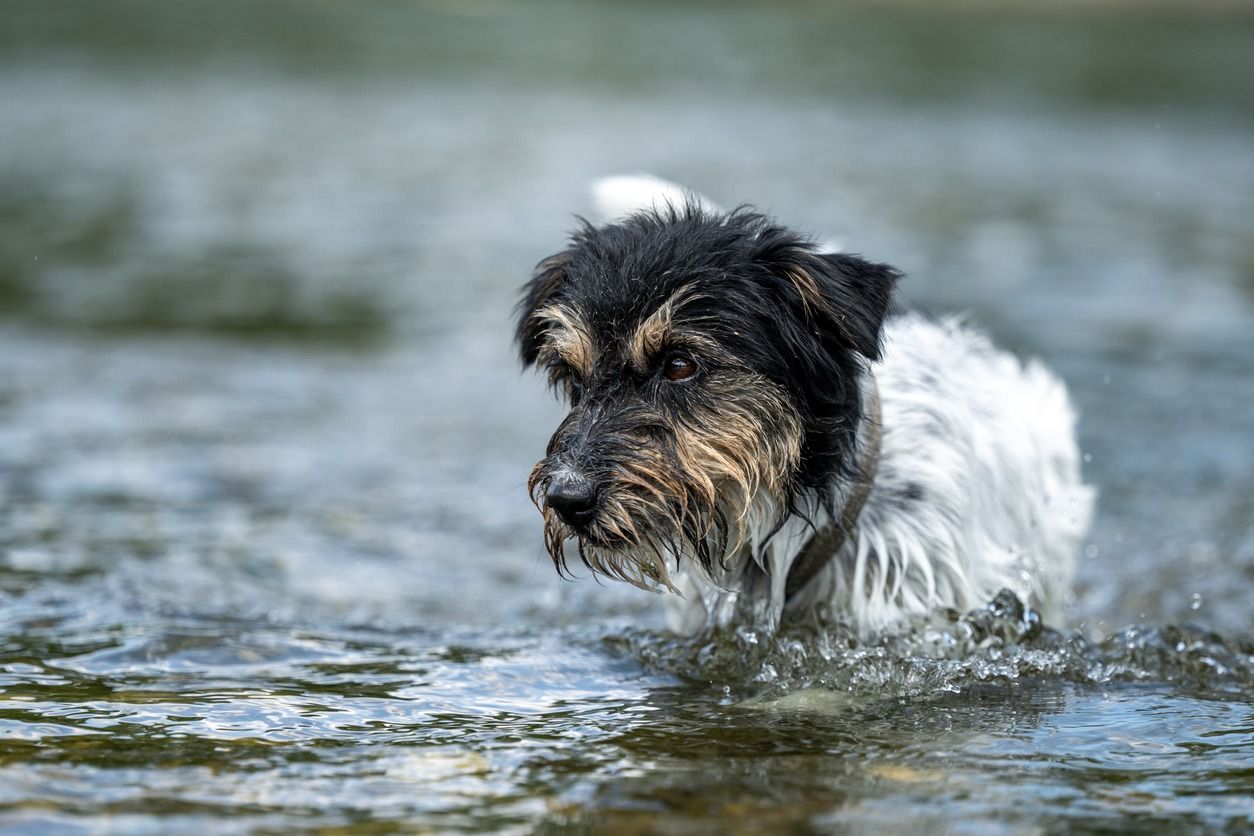 Nach einem Badeausflug verendete ein Hund (Symbolfoto).