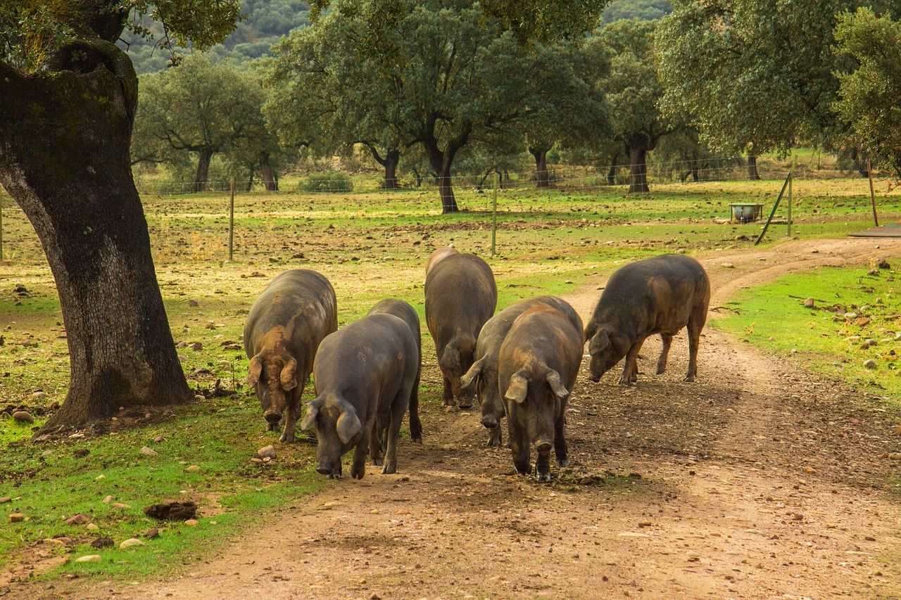 Iberico-Schweine auf der Dehesa.