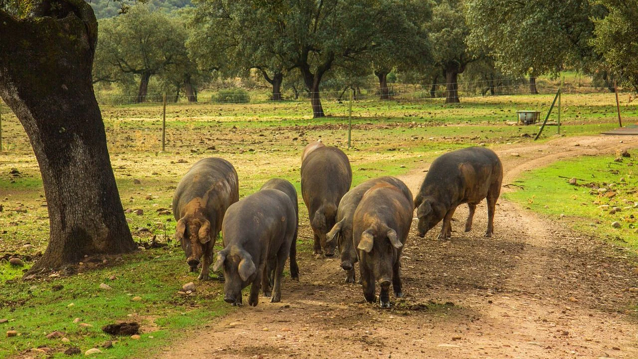 Iberico-Schweine auf der Dehesa
