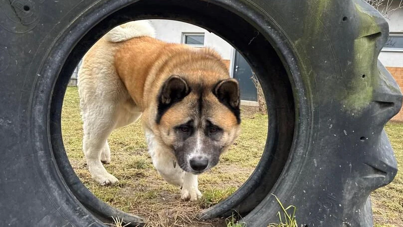 Der kastrierte Rüde "Akuma" sucht ein neues Zuhause.