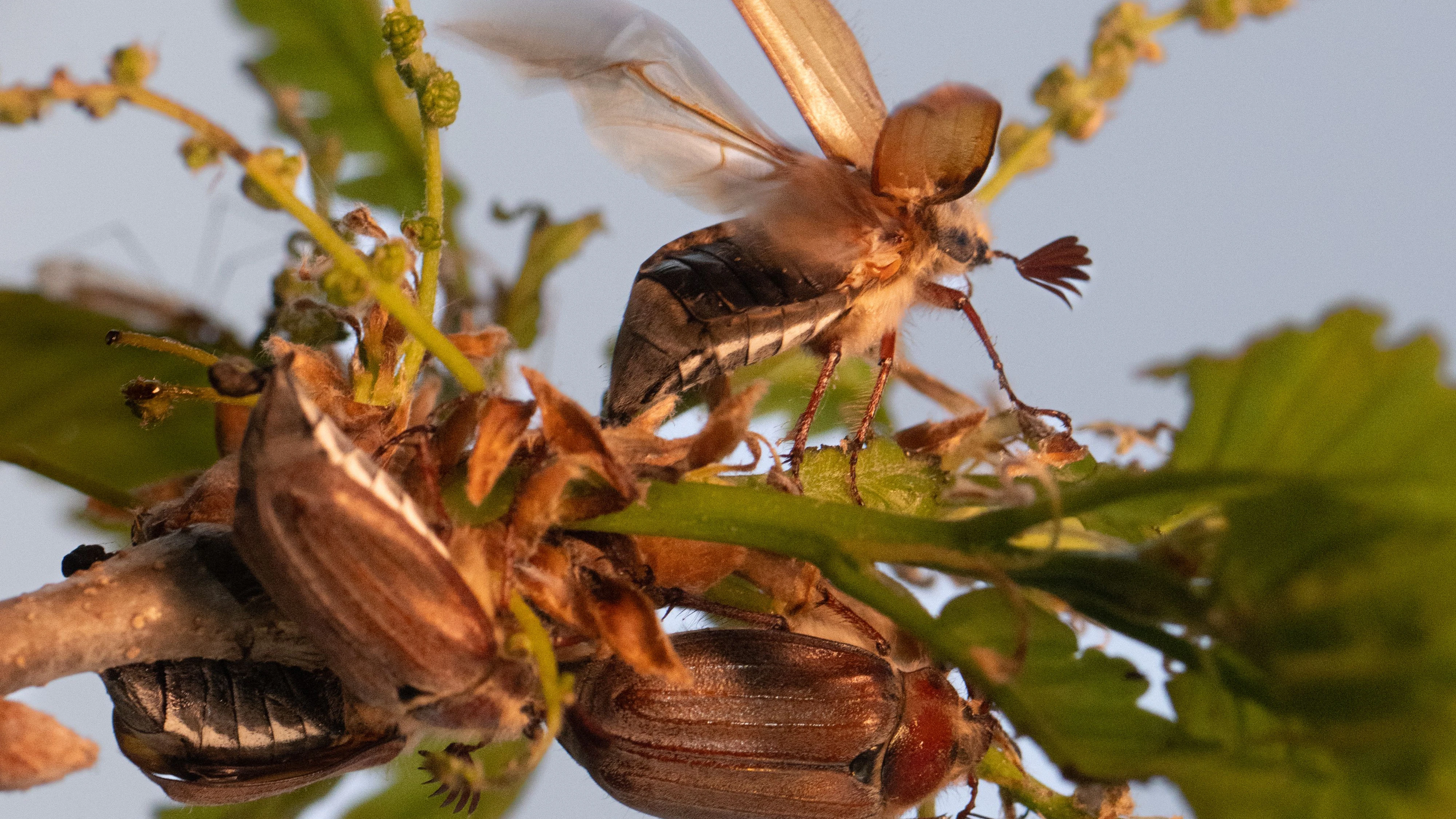 24 April 2026, Hesse, Mörfelden: Cockchafers buzz around an oak tree not far from Frankfurt Airport as dusk falls. Thanks to the so-called "May beetle year" - a mass flight of insects - experts are expecting up to half a billion May beetles to fly out in spectacular numbers this year. Photo: Boris Roessler/dpa