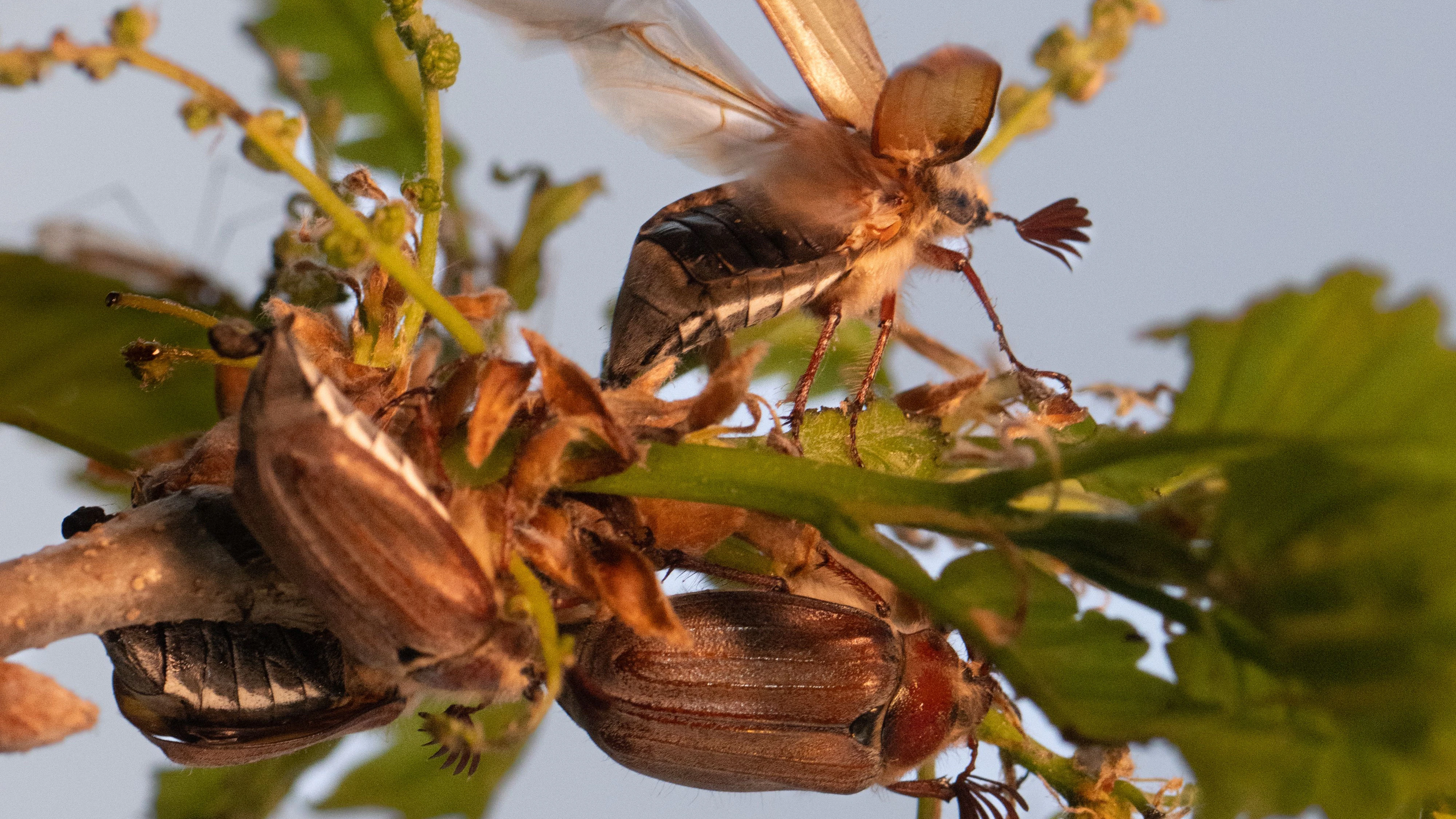 24 April 2026, Hesse, Mörfelden: Cockchafers buzz around an oak tree not far from Frankfurt Airport as dusk falls. Thanks to the so-called "May beetle year" - a mass flight of insects - experts are expecting up to half a billion May beetles to fly out in spectacular numbers this year. Photo: Boris Roessler/dpa