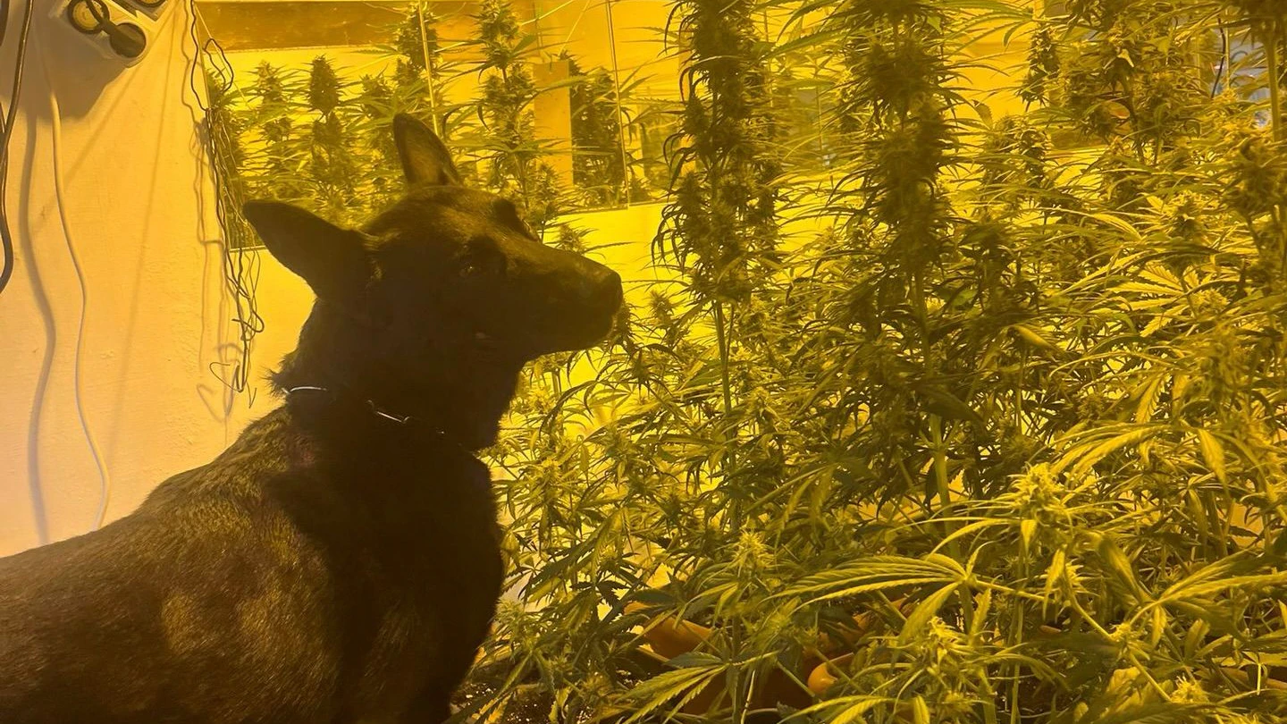 Vierbeiner "Denver" führte die Ermittler zu der Indoor-Plantage.