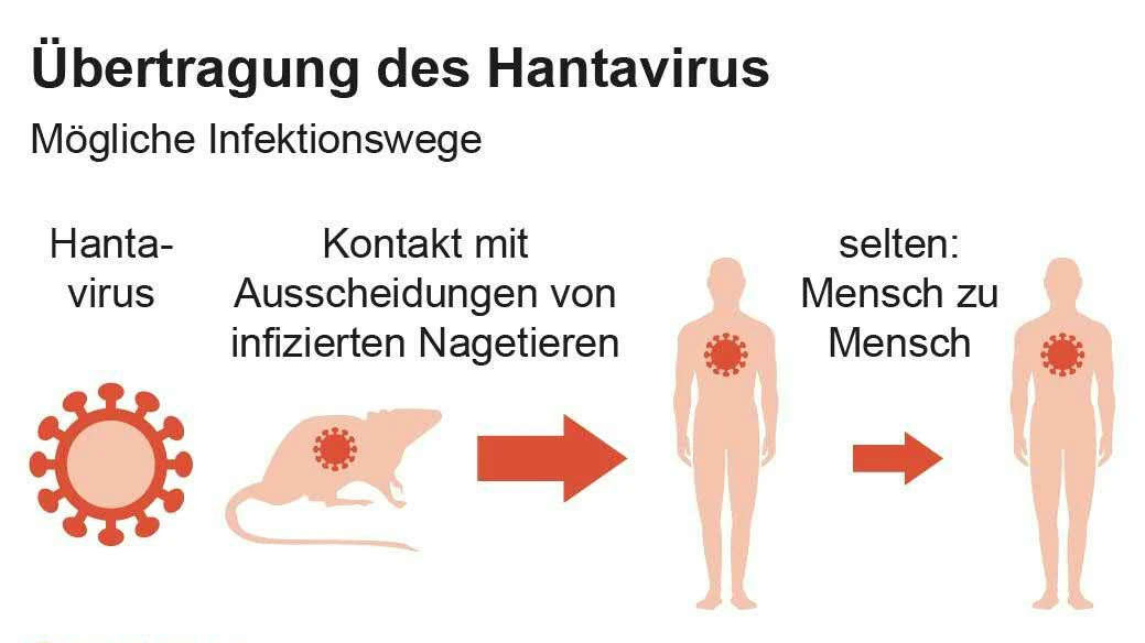 Mögliche Infektionswege des Hantavirus.