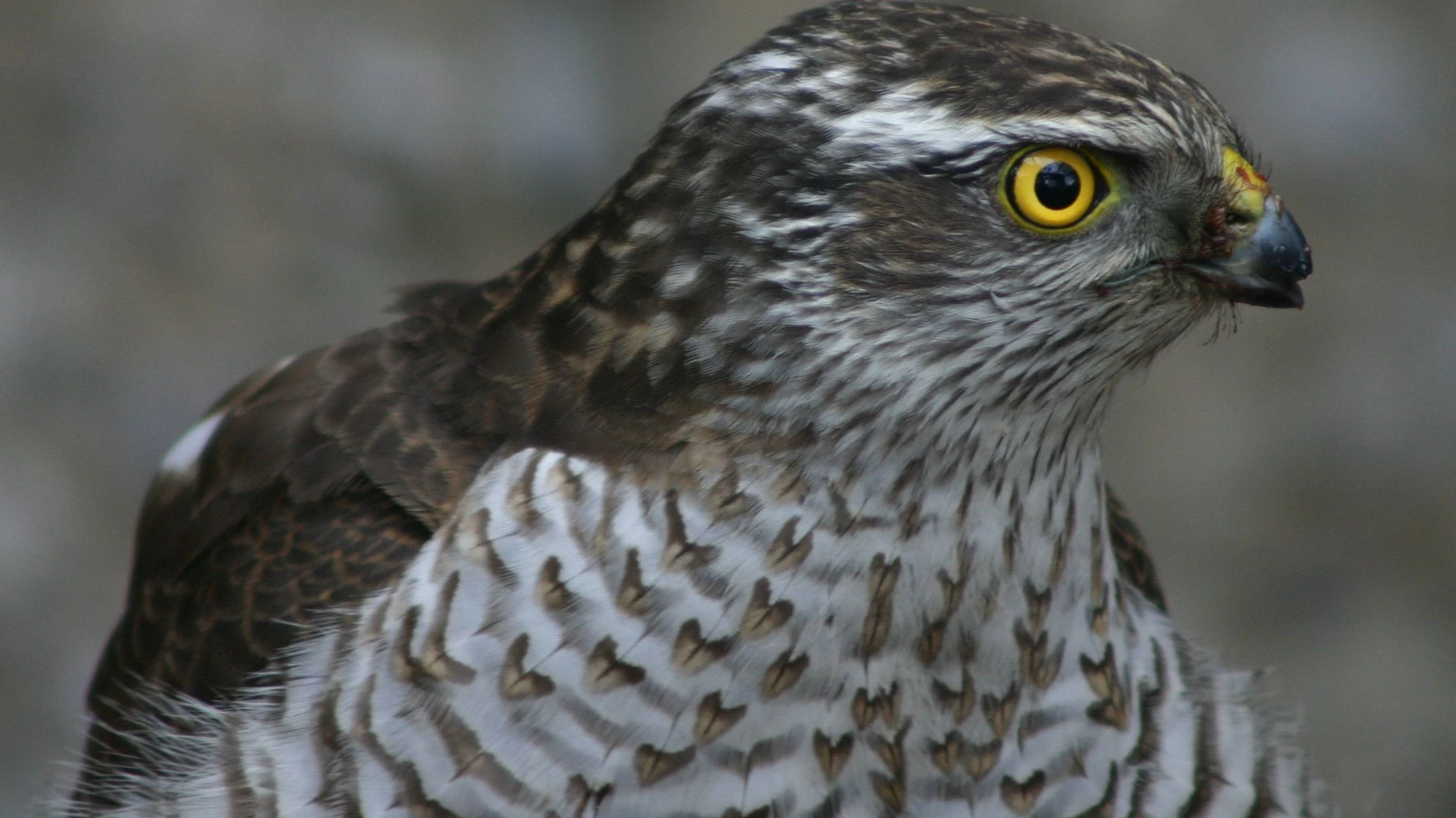 Haringsee, Austria | 2026 04 03 | Rescued sparrow hawk that crushed against a glass pane and suffered not only from concussion but also broke his beak at EGS Haringsee, Austria.