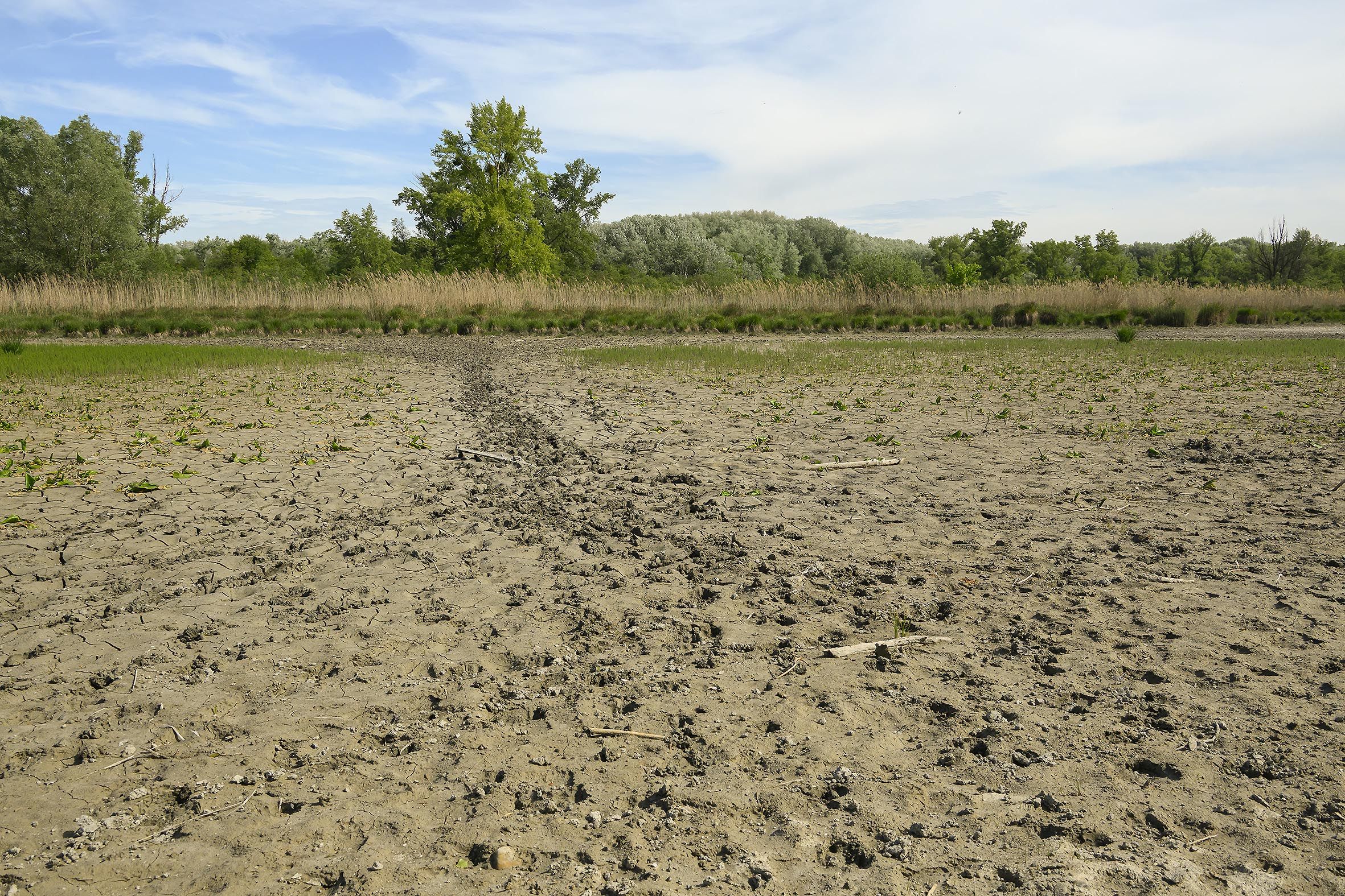 Traurig - außer Schlamm ist im Schönauer Wasser nicht viel übrig.