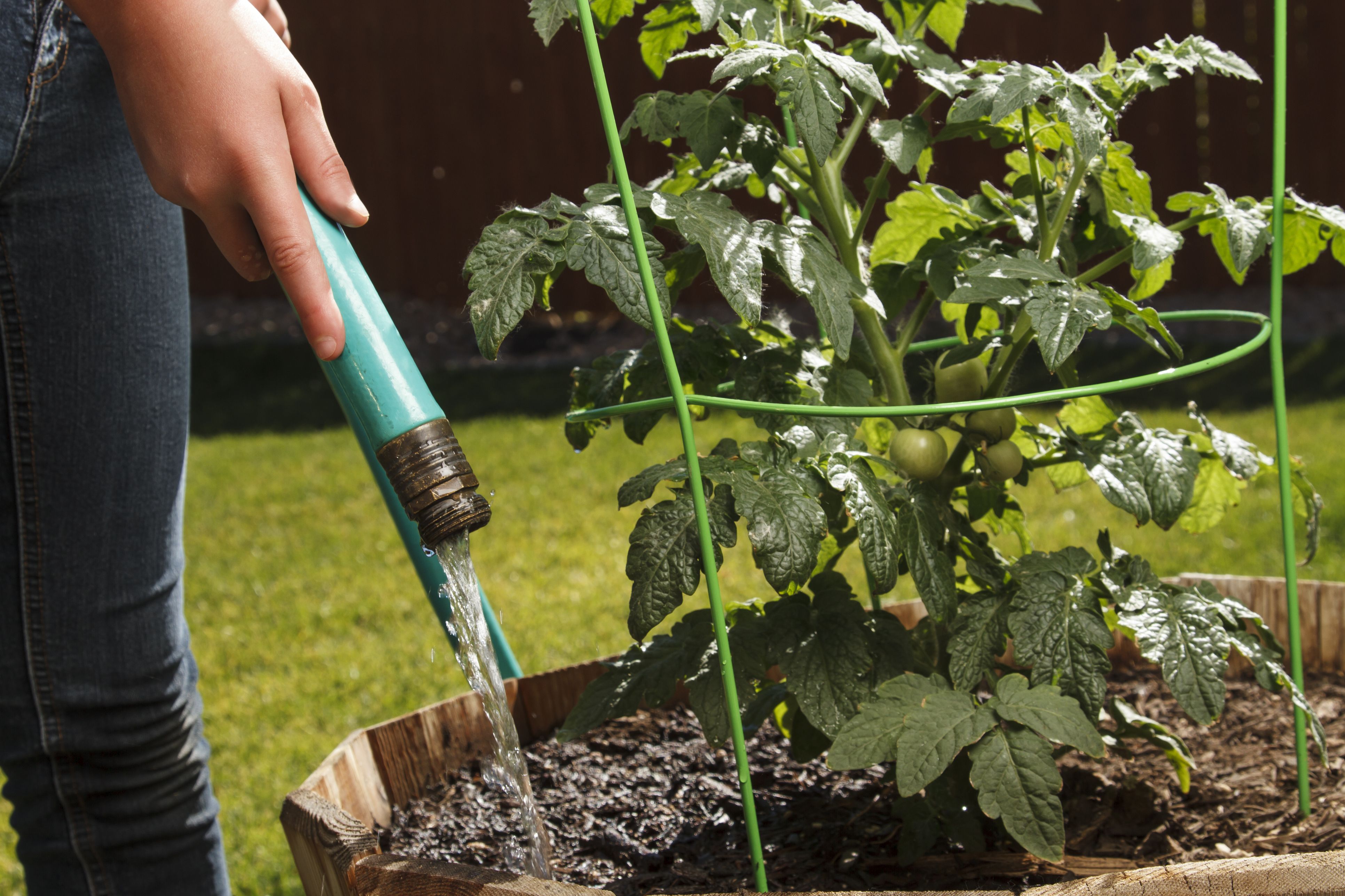 Tomaten zählen zu den kälteempfindlichen Pflanzen und sollen in der Regel erst nach den Eisheiligen ins Freie.