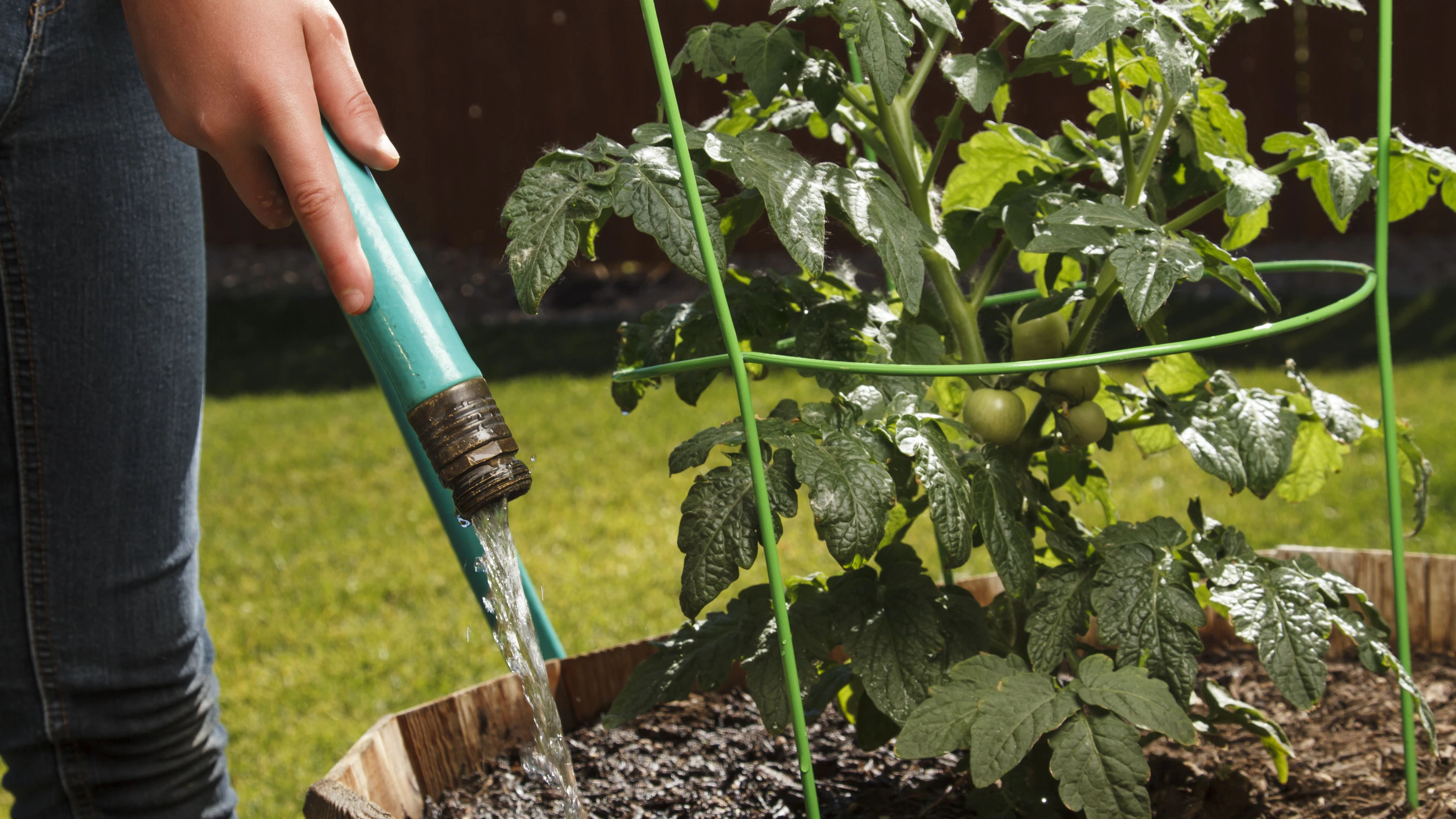 A person watering their tomato plant with a garden hose