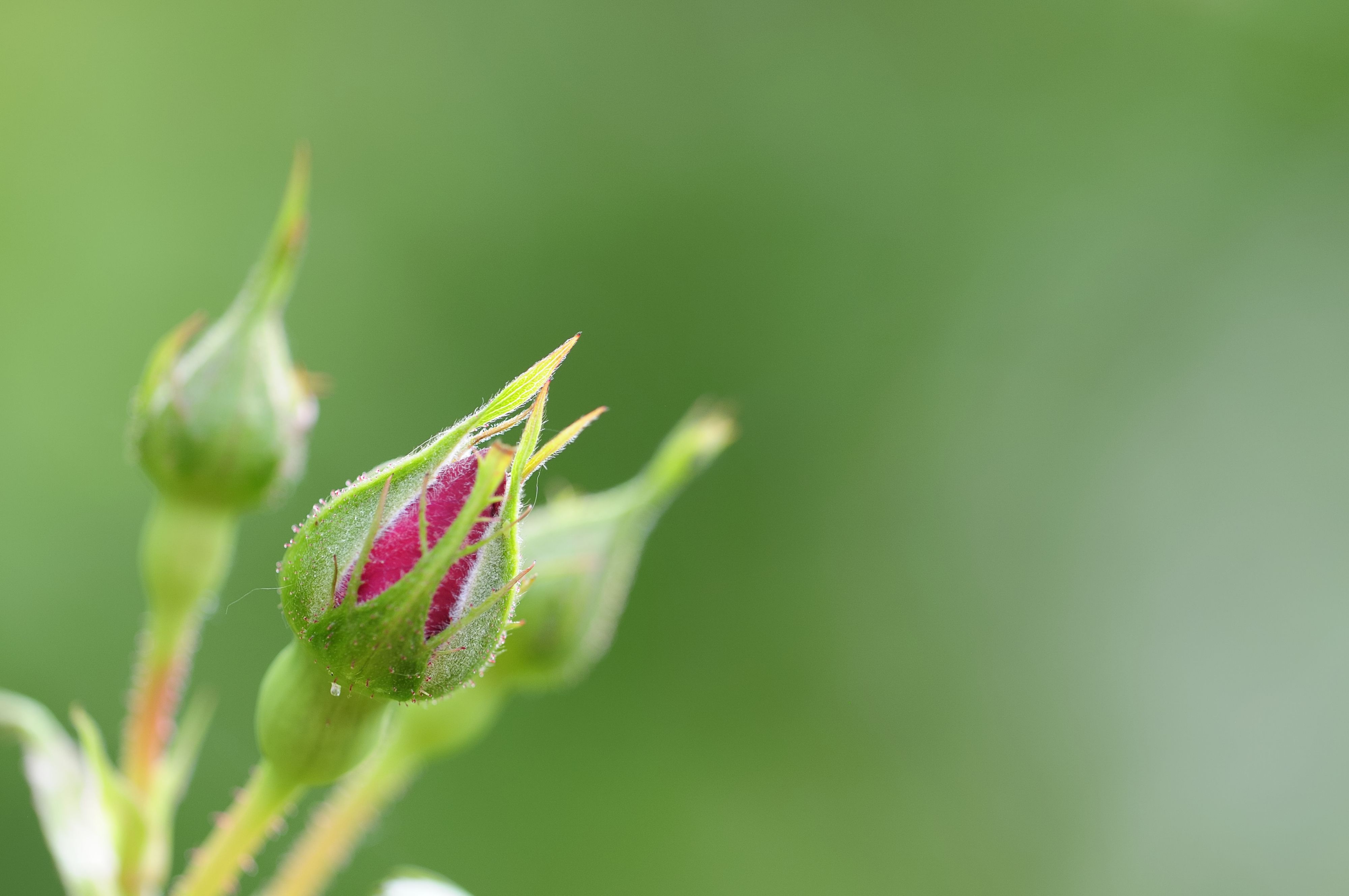 Blattläuse sitzen besonders gerne an den Triebspitzen, Knospen und jungen Blättern von Rosen.