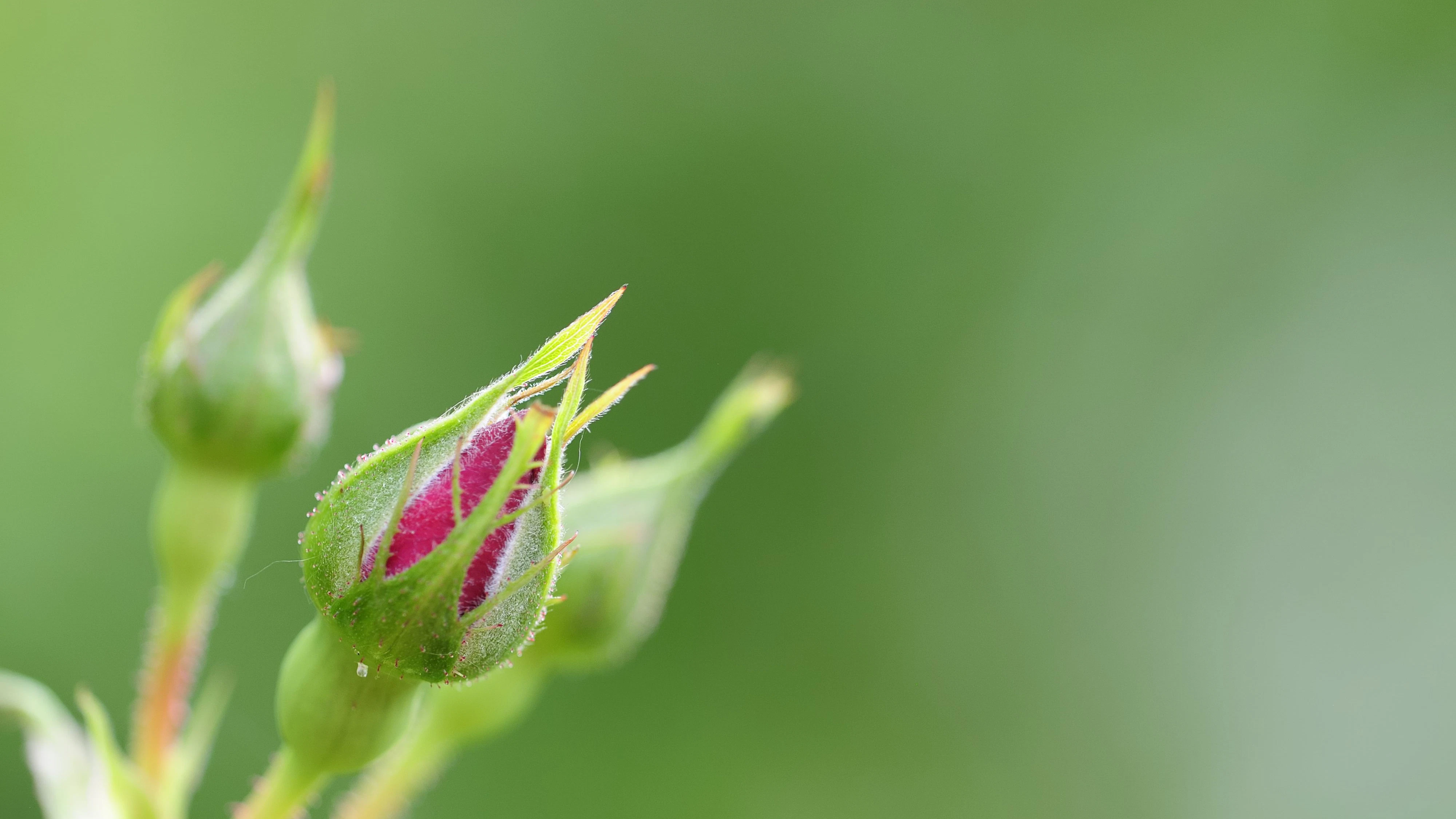 rose bud