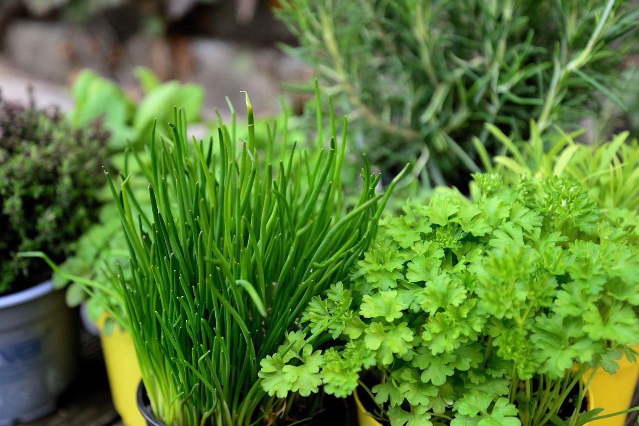 Frische Kräuter im Garten