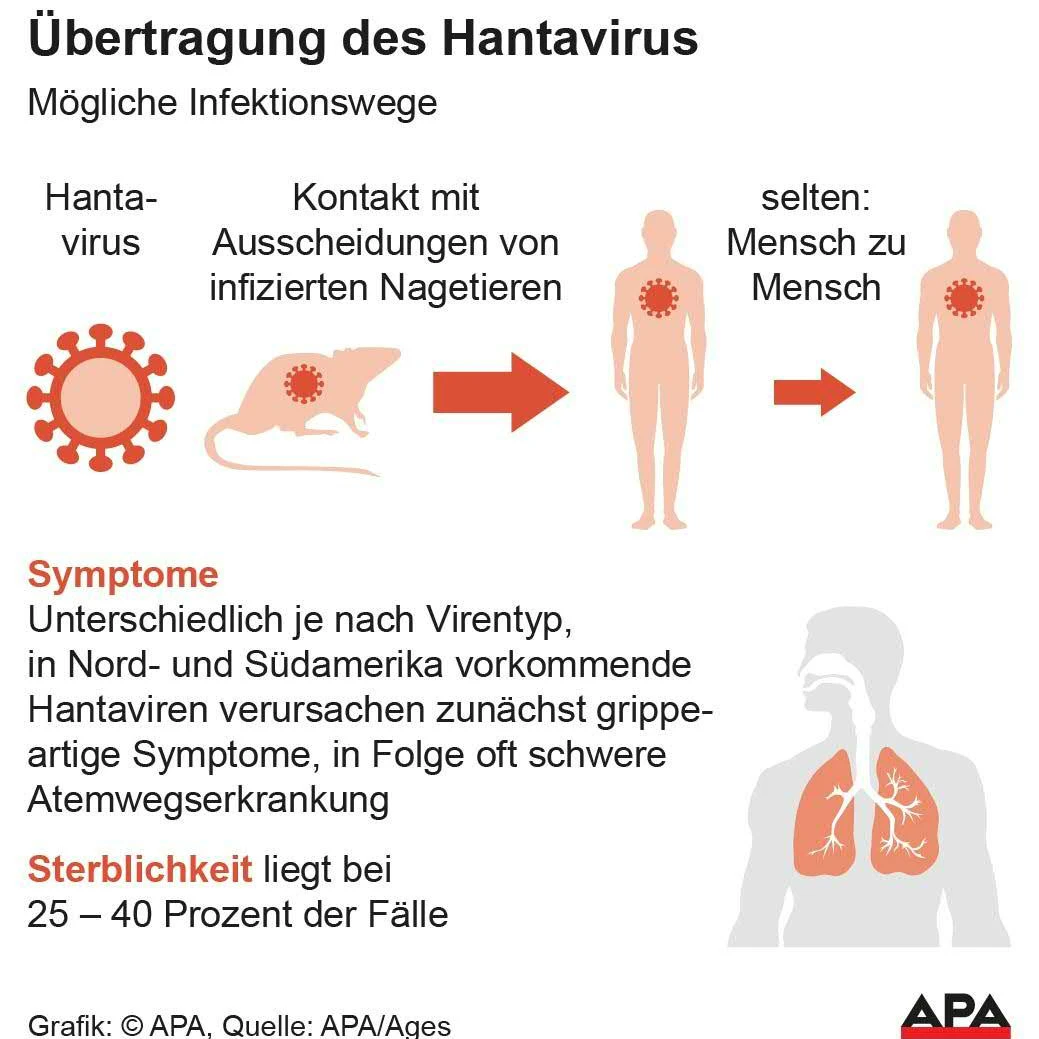 Grafik: Übertragung des Hantavirus