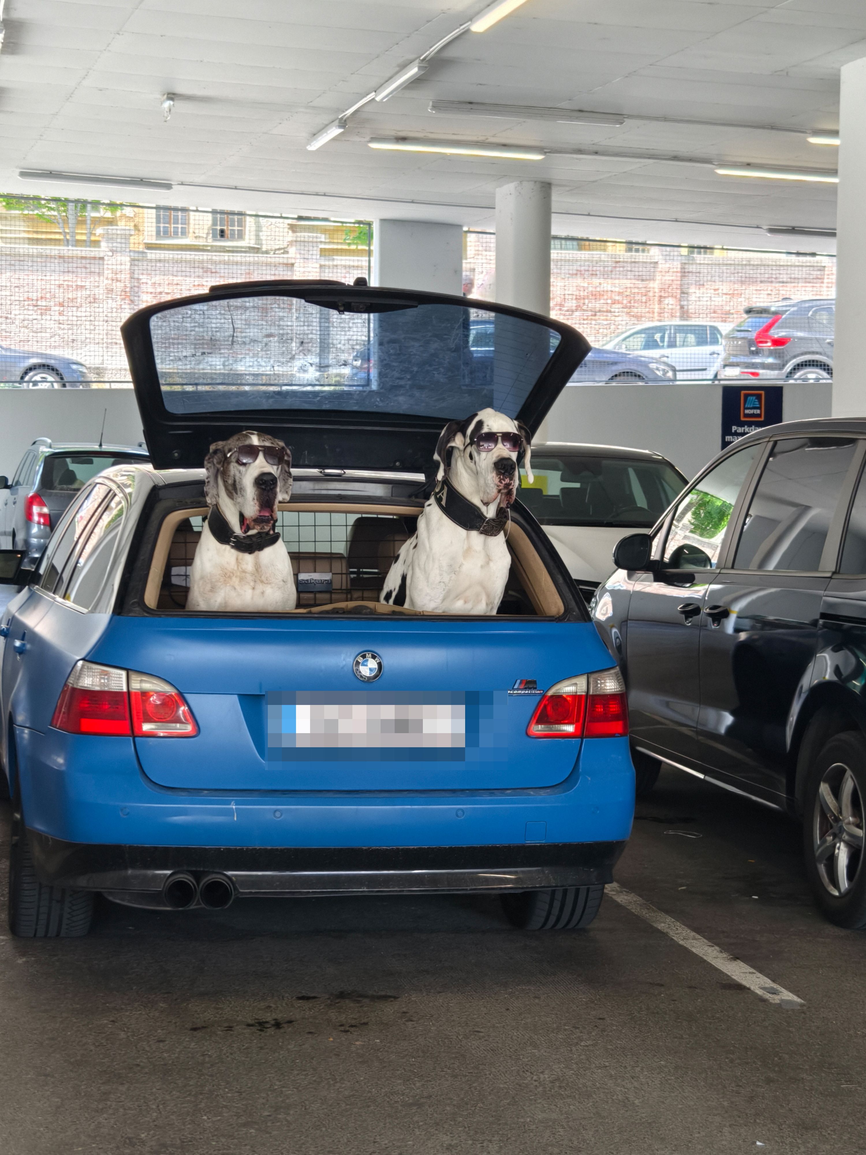 Neben dem Plätzchen im Schatten einer Garage überließ der Fahrer nichts dem Zufall, stattete seine beiden Hunde auch mit Sonnenbrillen aus.