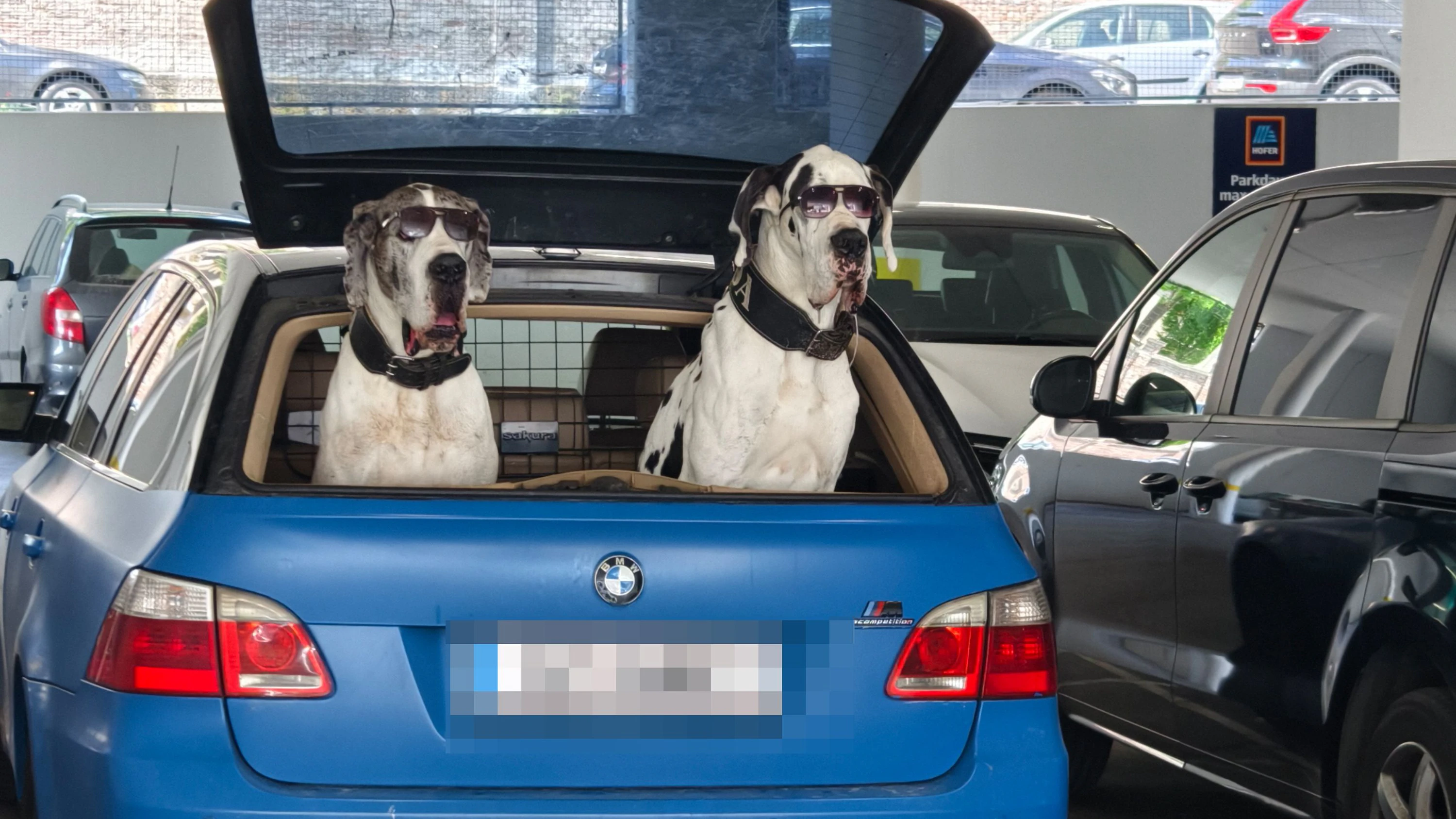 Wienerin kann nicht fassen, was sie in Garage sieht