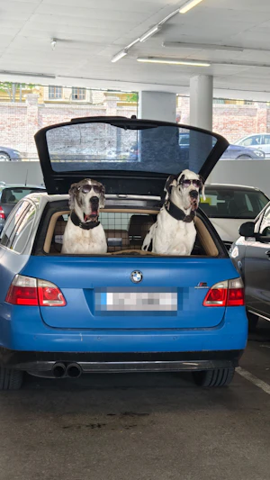 Hunde Wien: Zwei Hunde mit Sonnenbrillen sorgen in Hietzing bei Diskonter für Aufsehen. Tierische Begleiter begeistern Passanten am Parkplatz.