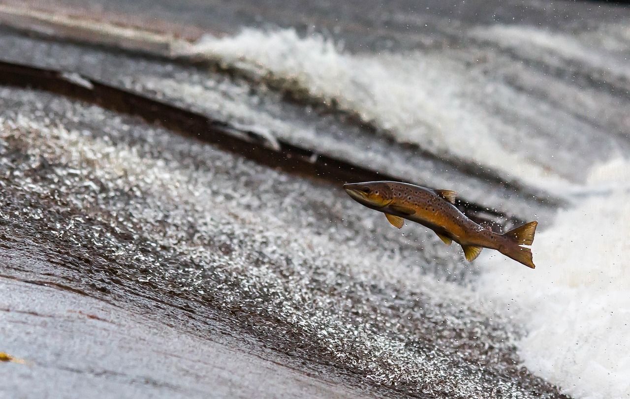 Springender Lachs