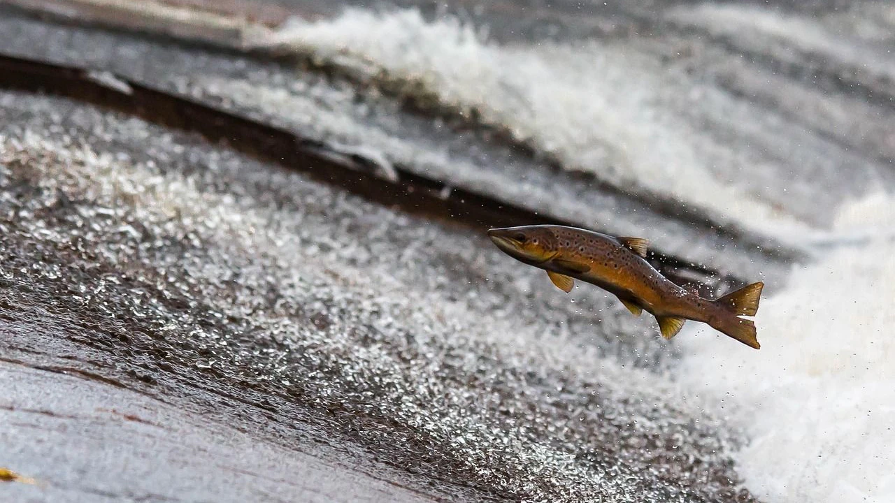Heute.at - Mehr Parasiten im Lachs – warum das gut ist
