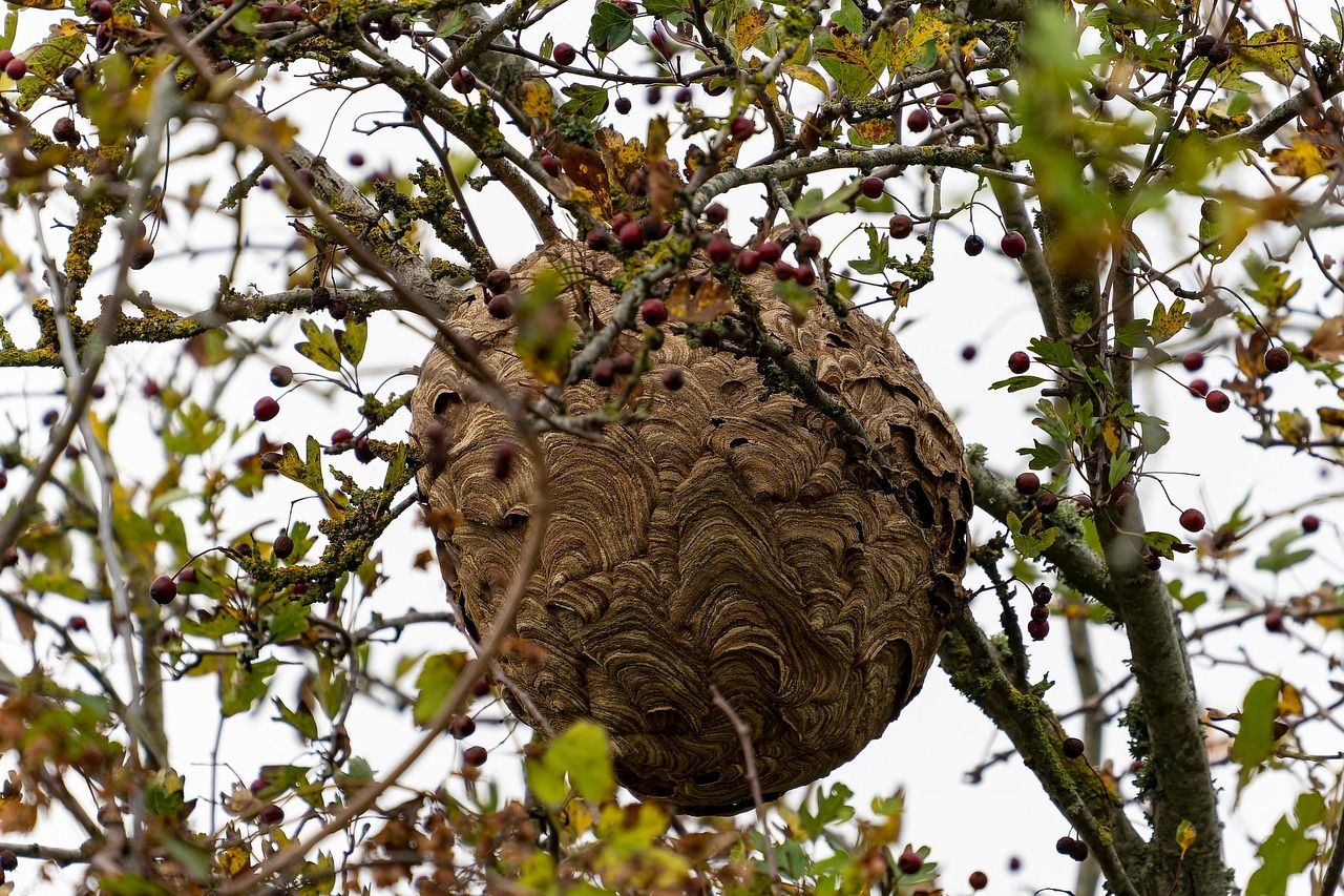 Asiatische Hornisse auf ihrem Nest