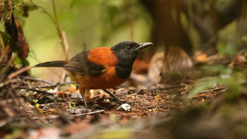 Der sogenannte "Haubenpitohui" oder auch Zweifarbenpirol gilt als der giftigste Vogel der Welt. 
