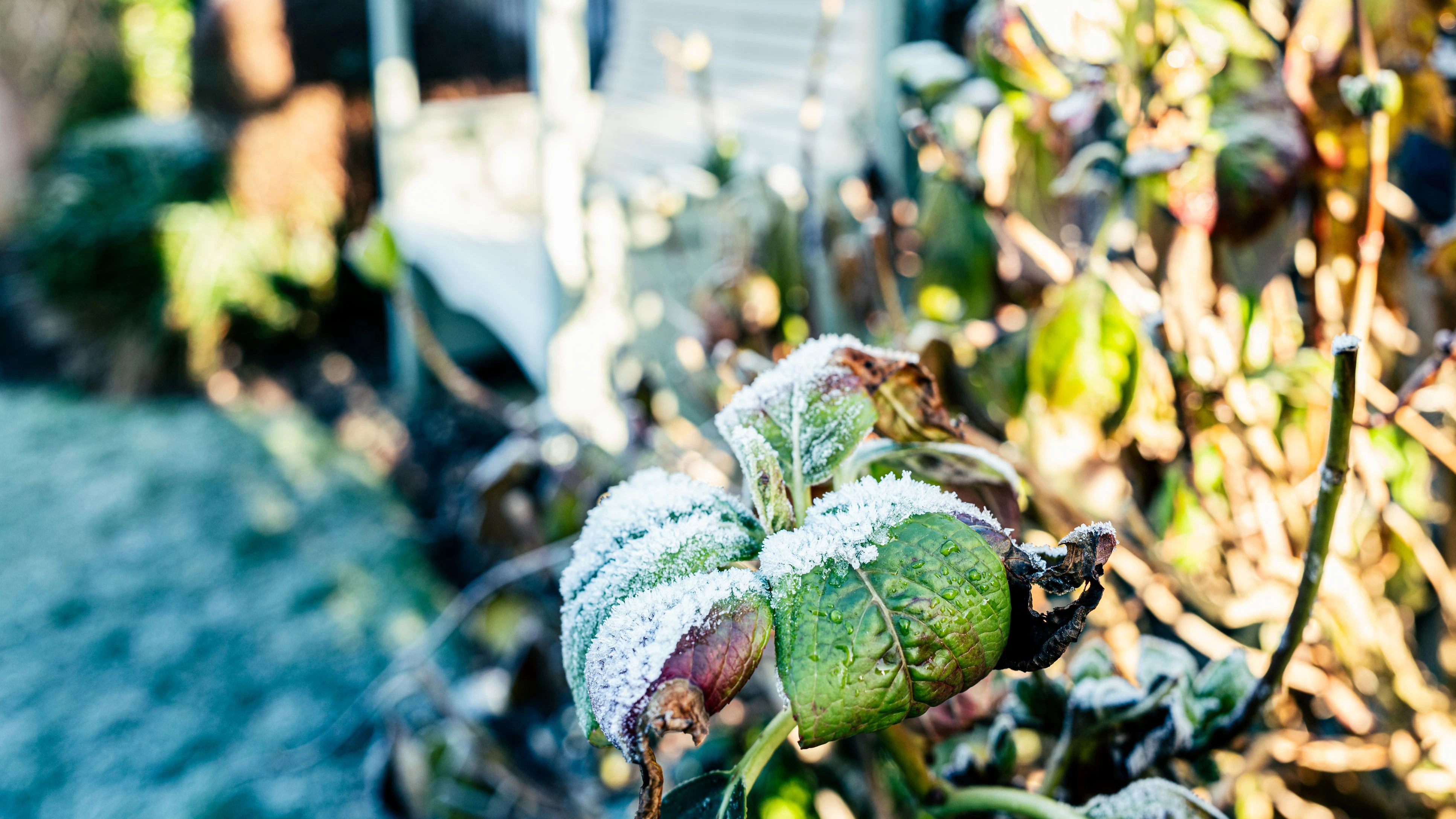 Shallow focus of frost on leaves seen in early morning in a UK garden after a winter ice storm. A wooden arbour can be seen in the background.