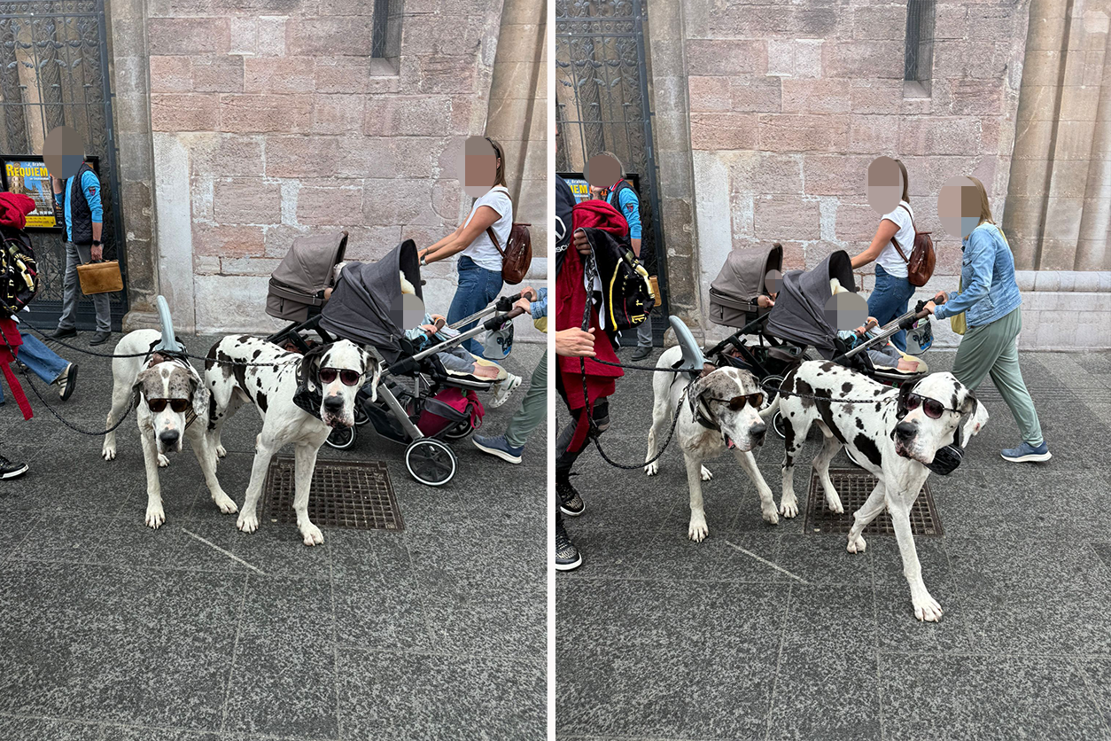 Mit Sonnenbrille und Rückenflosse: Diese Hunde wissen wie ein modischer Auftritt funktioniert.