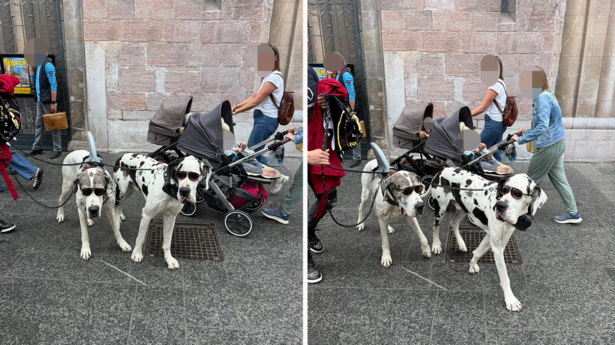 Mit Sonnenbrille und Rückenflosse: Diese Hunde wissen wie ein modischer Auftritt funktioniert.