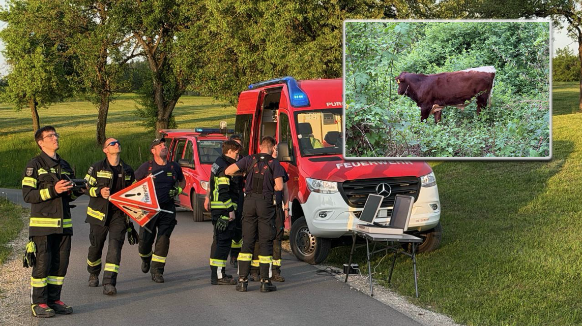 Die Feuerwehr war auf der Suche nach vier Rindern.