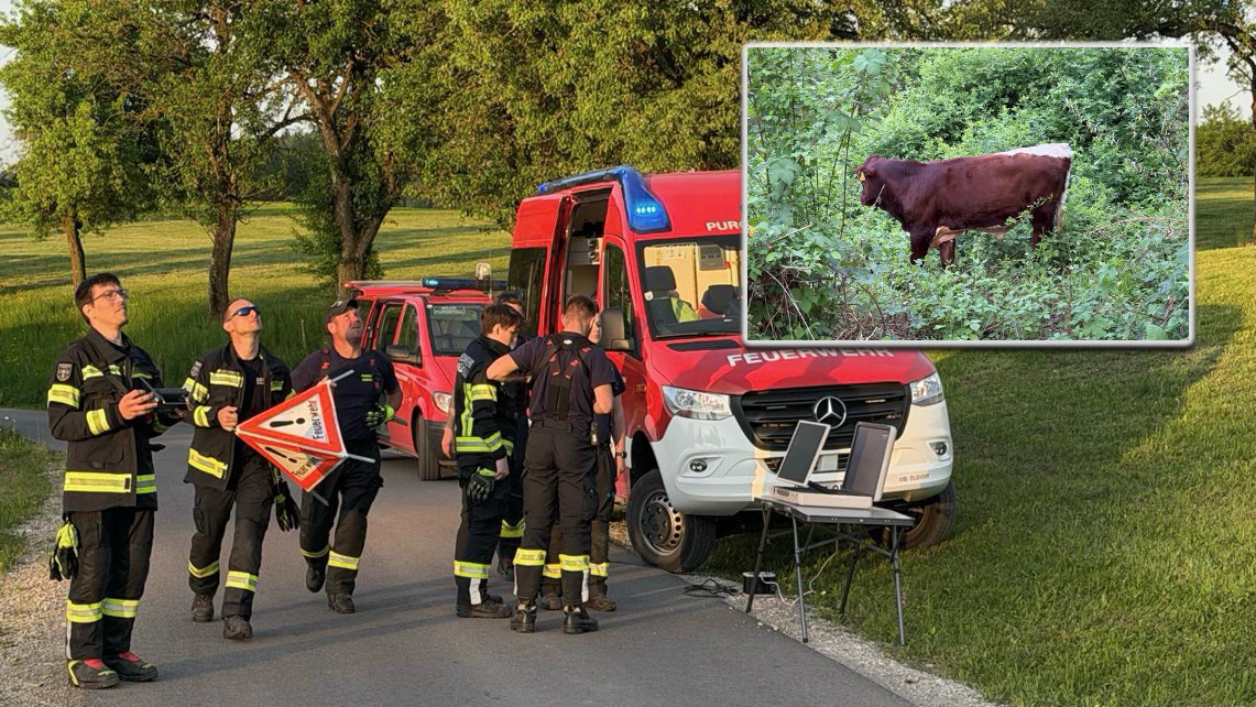 Die Feuerwehr war auf der Suche nach vier Rindern.