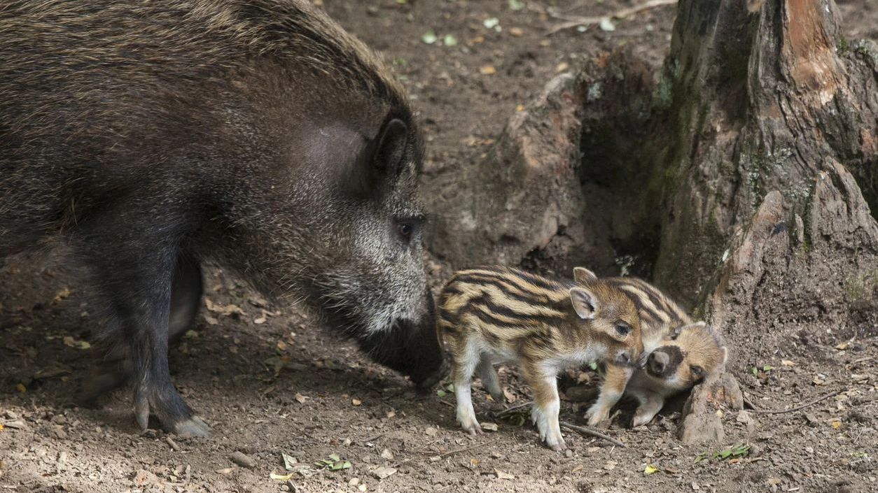 Nicht vergessen: Maggi-Geruch kündigt Wildschweine in der Nähe an. 