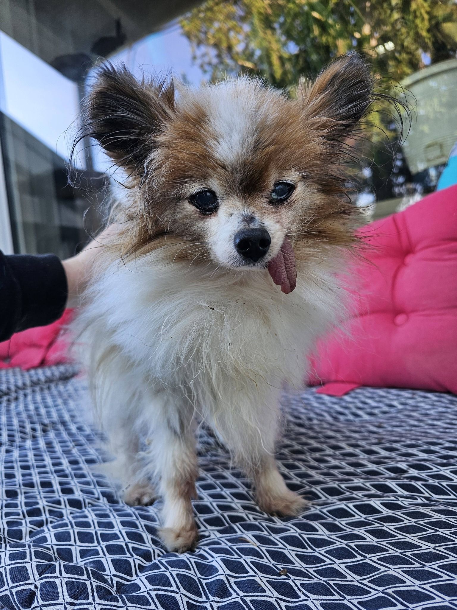 Der kleine Papillon 