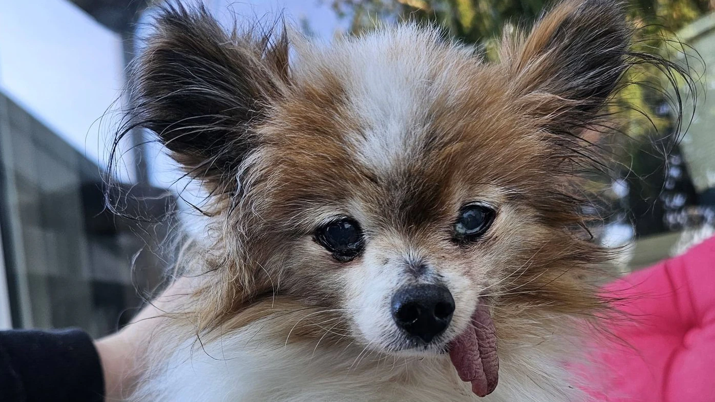 Der kleine Papillon "Lazare" soll mit 30 (!) der älteste Hund der Welt sein. 
