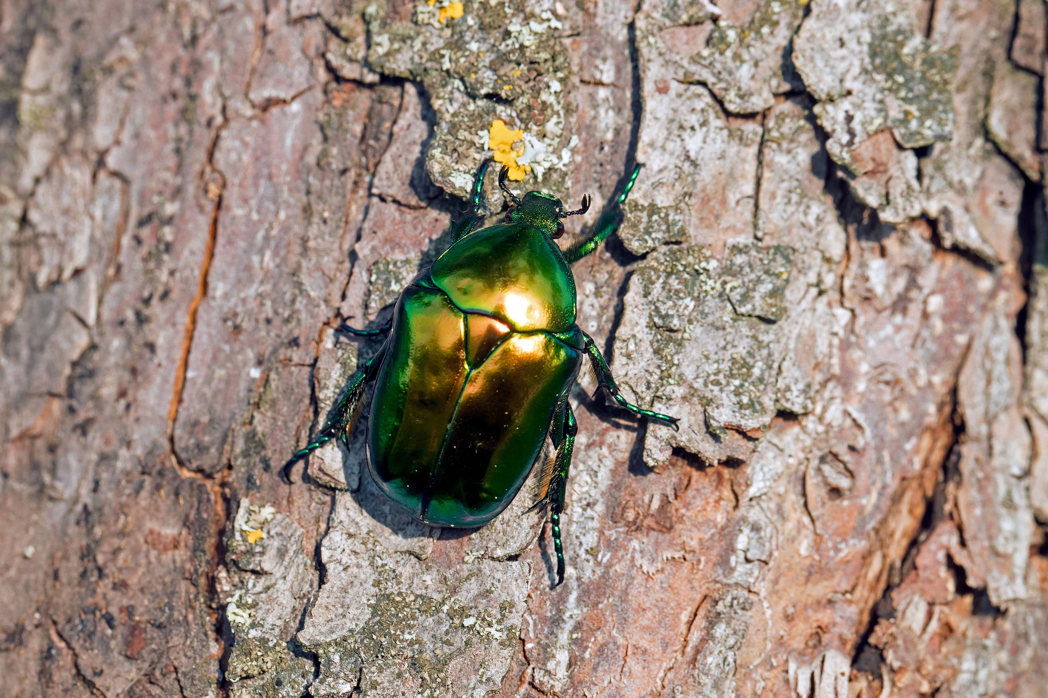 Der Große Rosenkäfer (<em>Protaetia aeruginosa</em>), auch Goldkäfer genannt, sieht seinem kleineren Verwandten ähnlich, ist aber weitaus seltener.