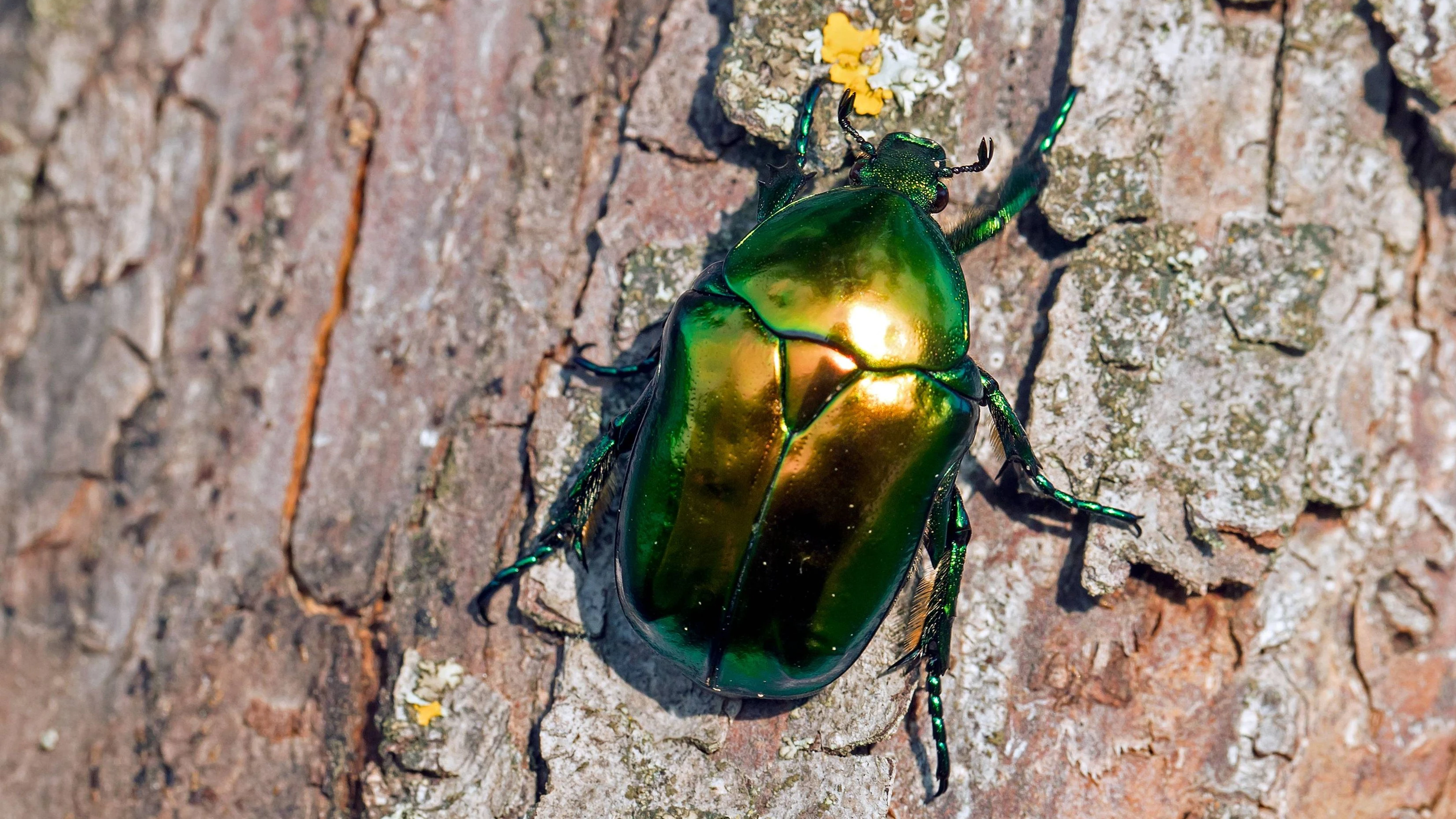 Der Große Rosenkäfer (Protaetia aeruginosa), auch Goldkäfer genannt, sieht seinem kleineren Verwandten durchaus ähnlich, ist aber weitaus seltener.