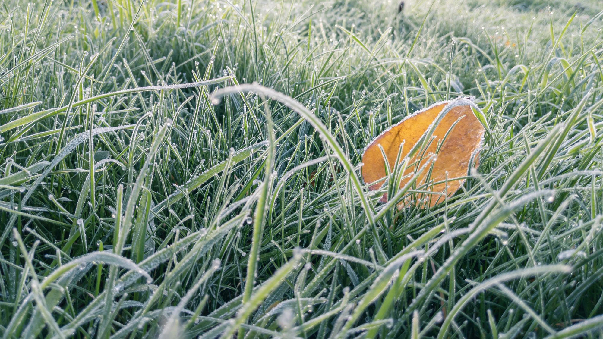Bodenfrost ist bei der langhaltenden Trockenheit ein echtes Problem. 