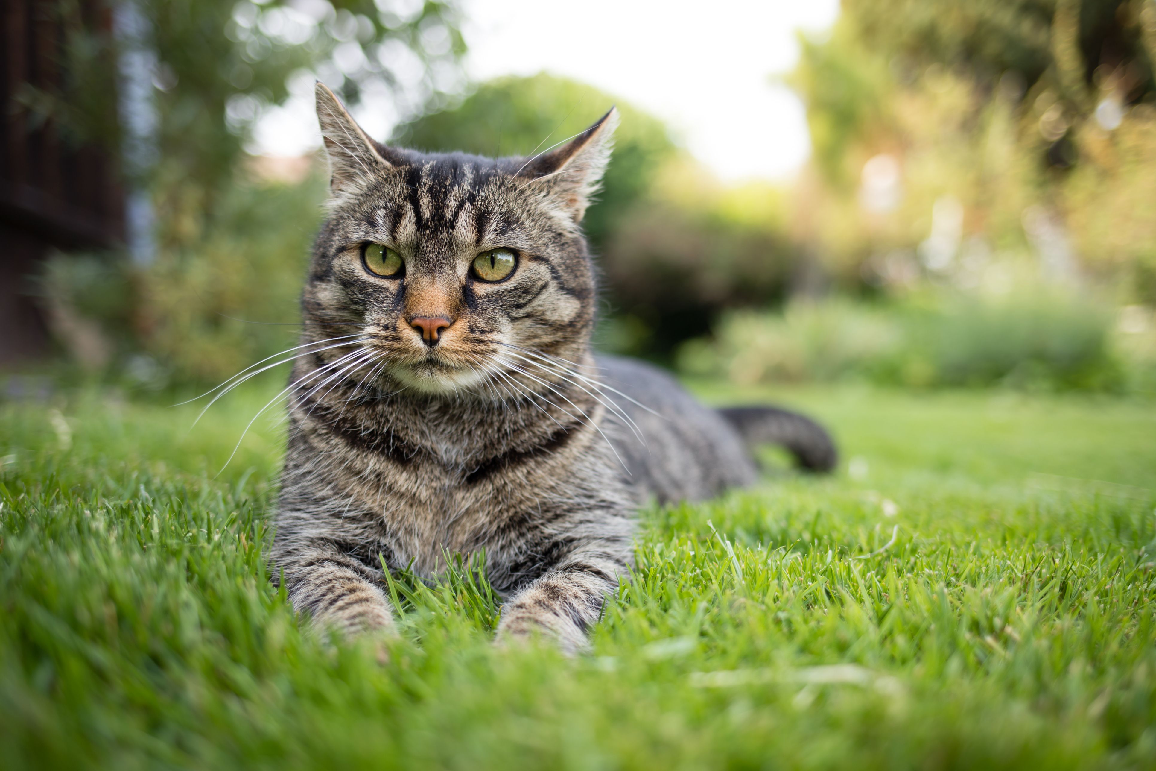 Der Kater wurde durch ein Luftdruckgeschoss verletzt.
