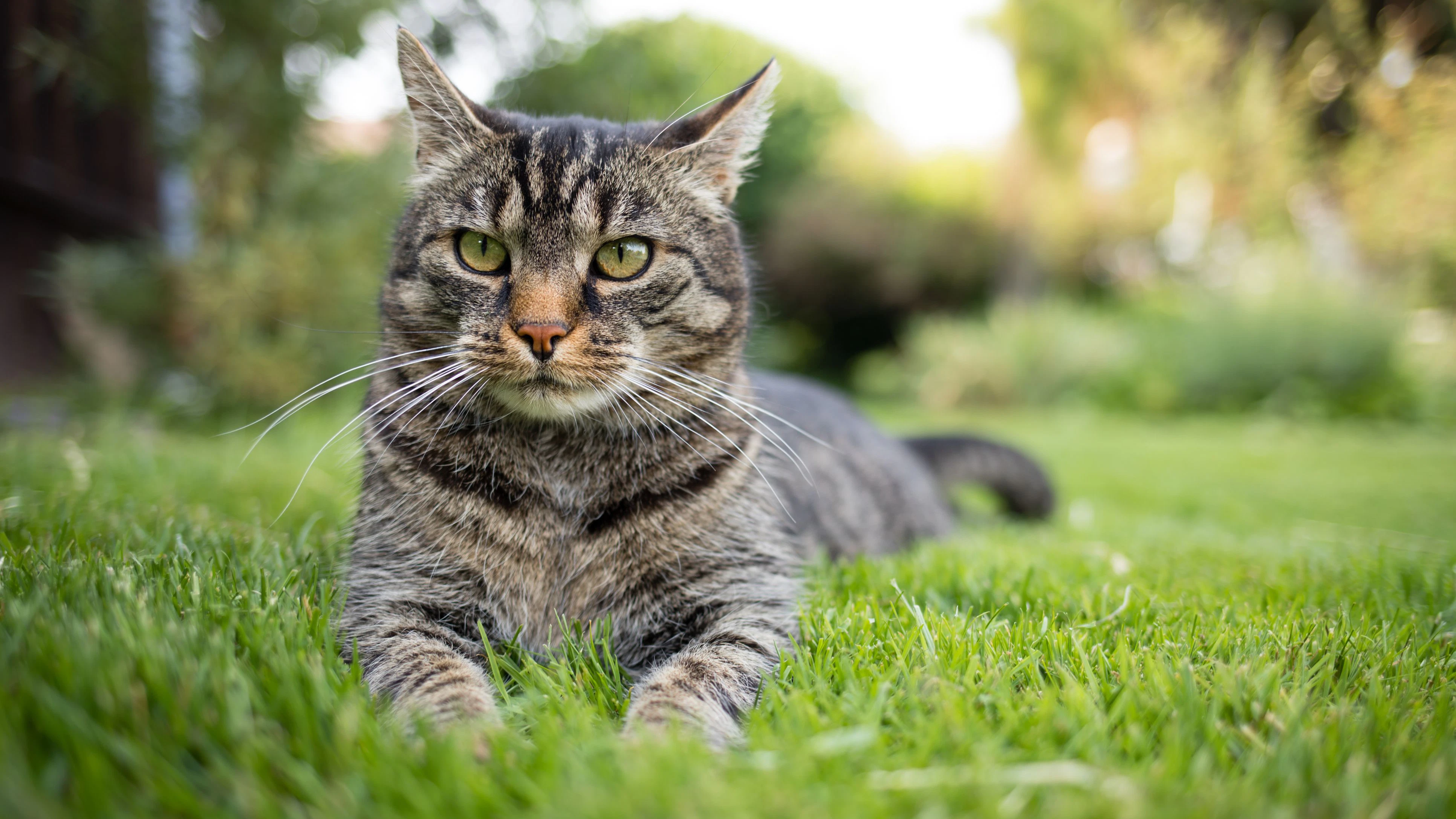 Der Kater wurde durch ein Luftdruckgeschoss verletzt.