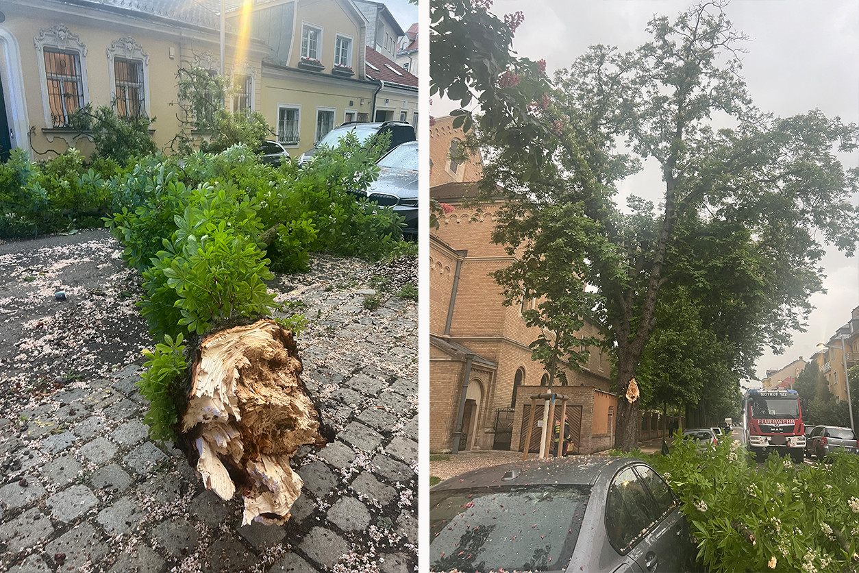 Durch einen Blitzschlag stürzte ein Baum in Wien-Döbling um.