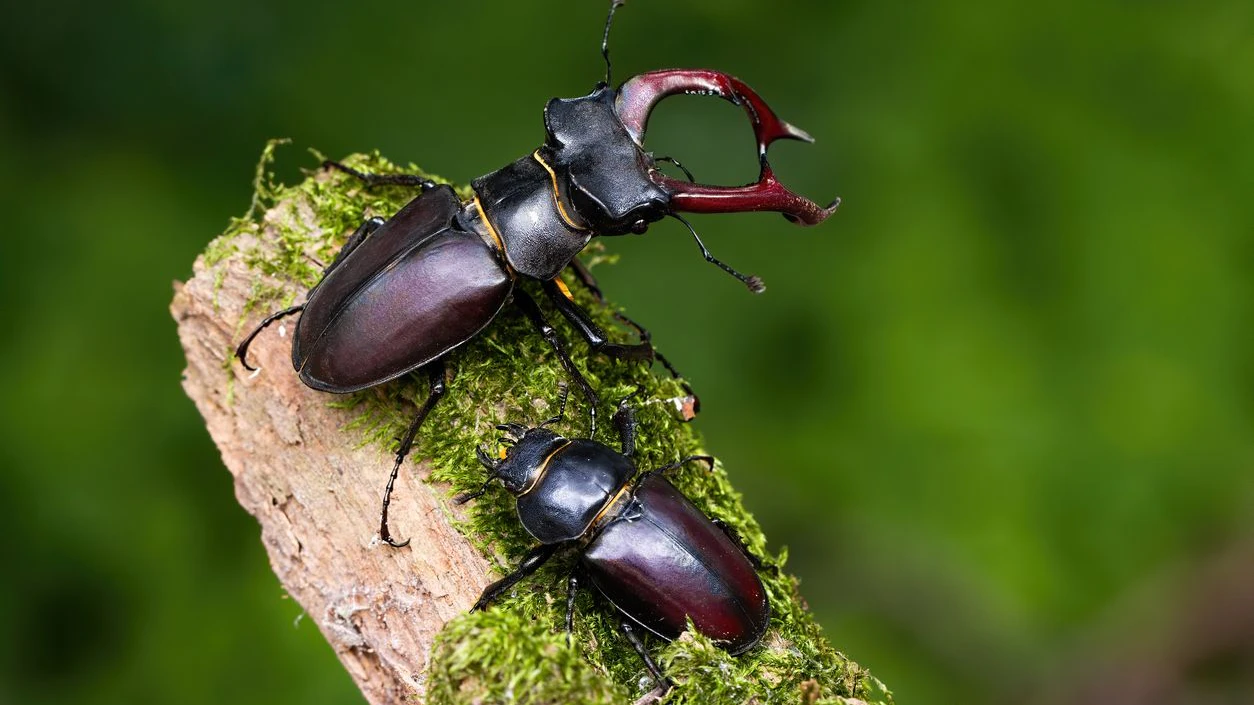 Hier sieht man Hirschkäfer-Pärchen - der Unterschied zwischen den Männchen und Weibchen ist sehr groß. 