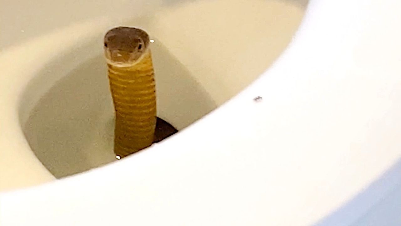 Heute.at - Vorsicht, Klobra! Schlangen-Schock in Hotel-Toilette