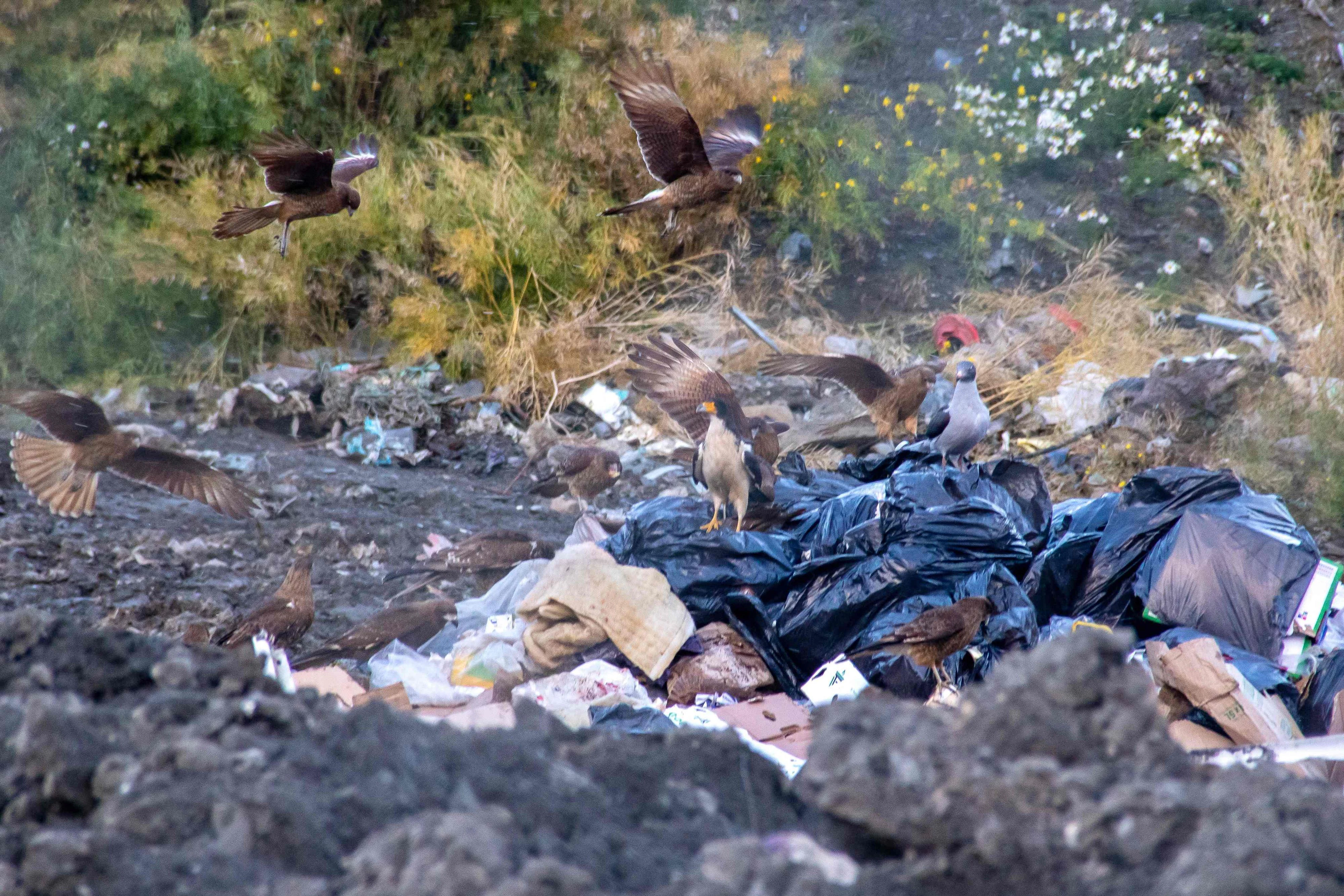 Für Vögel ein Paradies, für Menschen weniger: Auf dieser Müllhalde in Ushuaia soll der Hanta-Ausbruch seinen Ausgang genommen haben