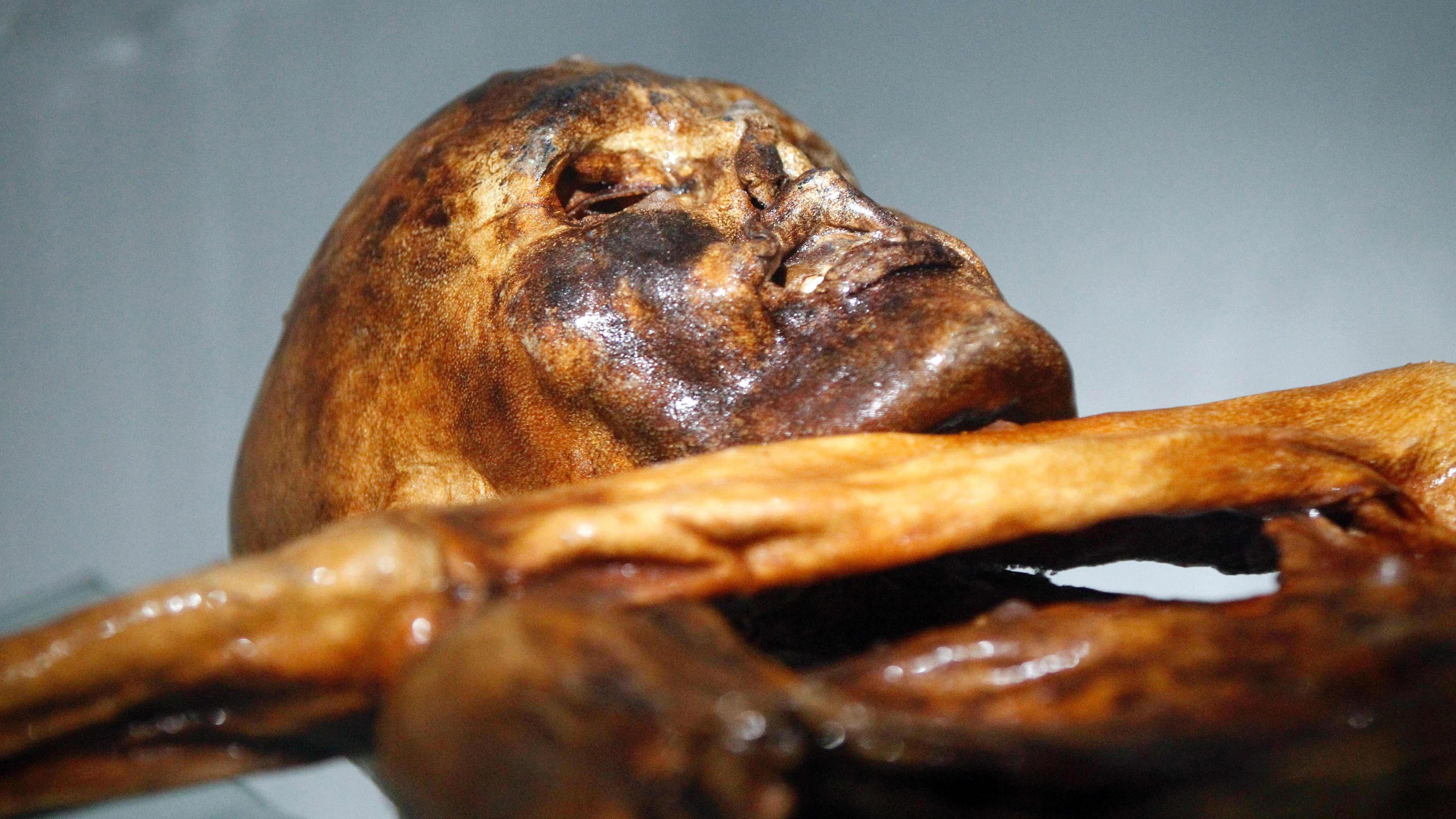 (FILES) This file photo taken on February 28, 2011 shows the mummy of an iceman named Otzi, discovered on 1991 in the Italian Schnal Valley glacier, displayed at the Archaeological Museum of Bolzano during an official presentation of the reconstrution. .Oetzi the famous "iceman" mummy of the Alps appears to have enjoyed a fine slice or two of Stone Age bacon when he was killed by an arrow some 5,300 years ago. His last meal was most likely dried goat meat, according to scientists who recently managed to dissect the contents of Oetzi's stomach / AFP PHOTO / Andrea Solero