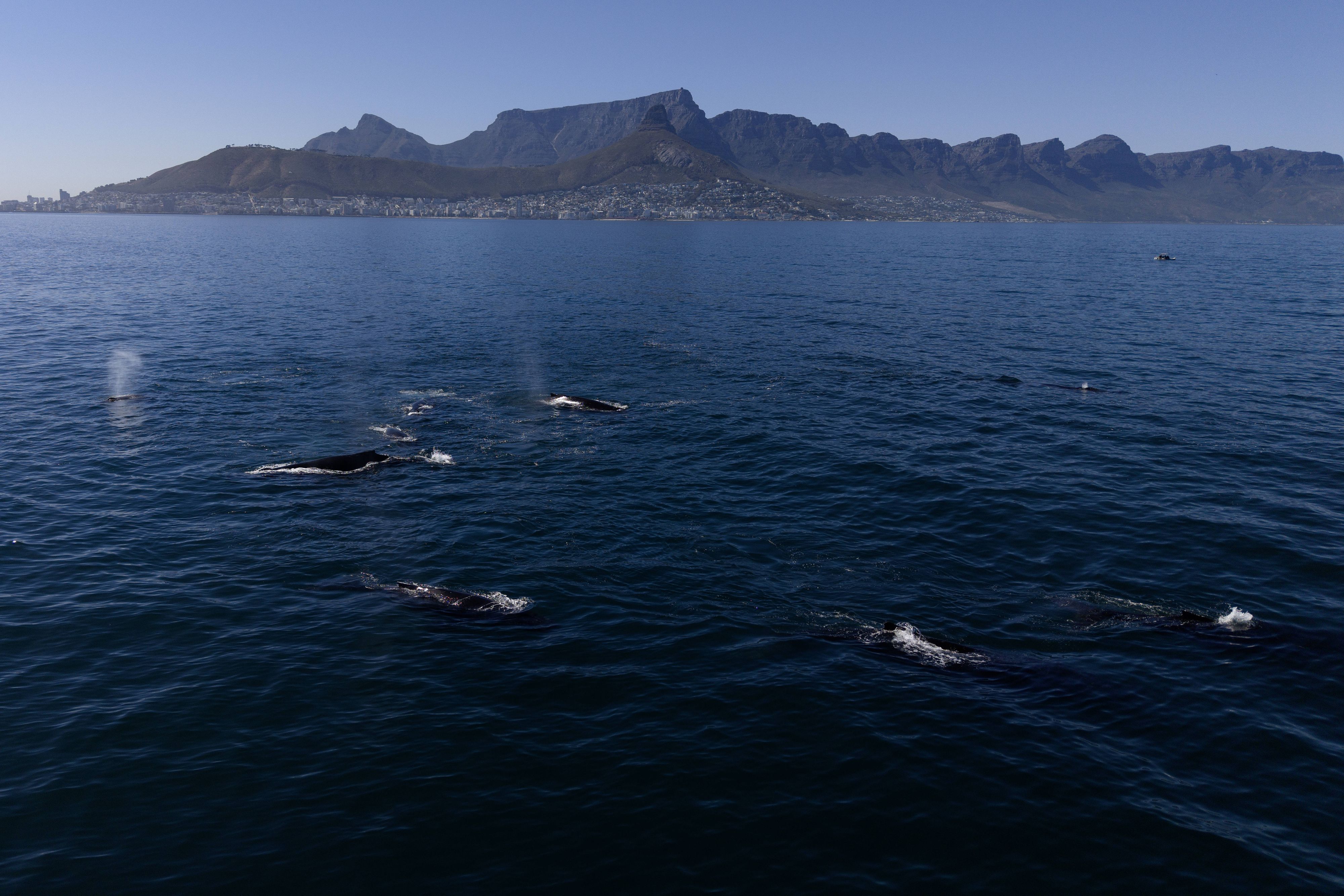 Eine riesige Gruppe von Buckelwalen schwimmt am 29. November 2024 vor der Küste von Kapstadt, Südafrika. Dieses Ereignis unterstreicht zwar die Gesundheit des lokalen Ökosystems, steht jedoch im Schatten der Besorgnis über die möglichen Gefahren durch den zunehmenden Schiffsverkehr rund um Afrikas Südspitze infolge des Iran-Kriegs.