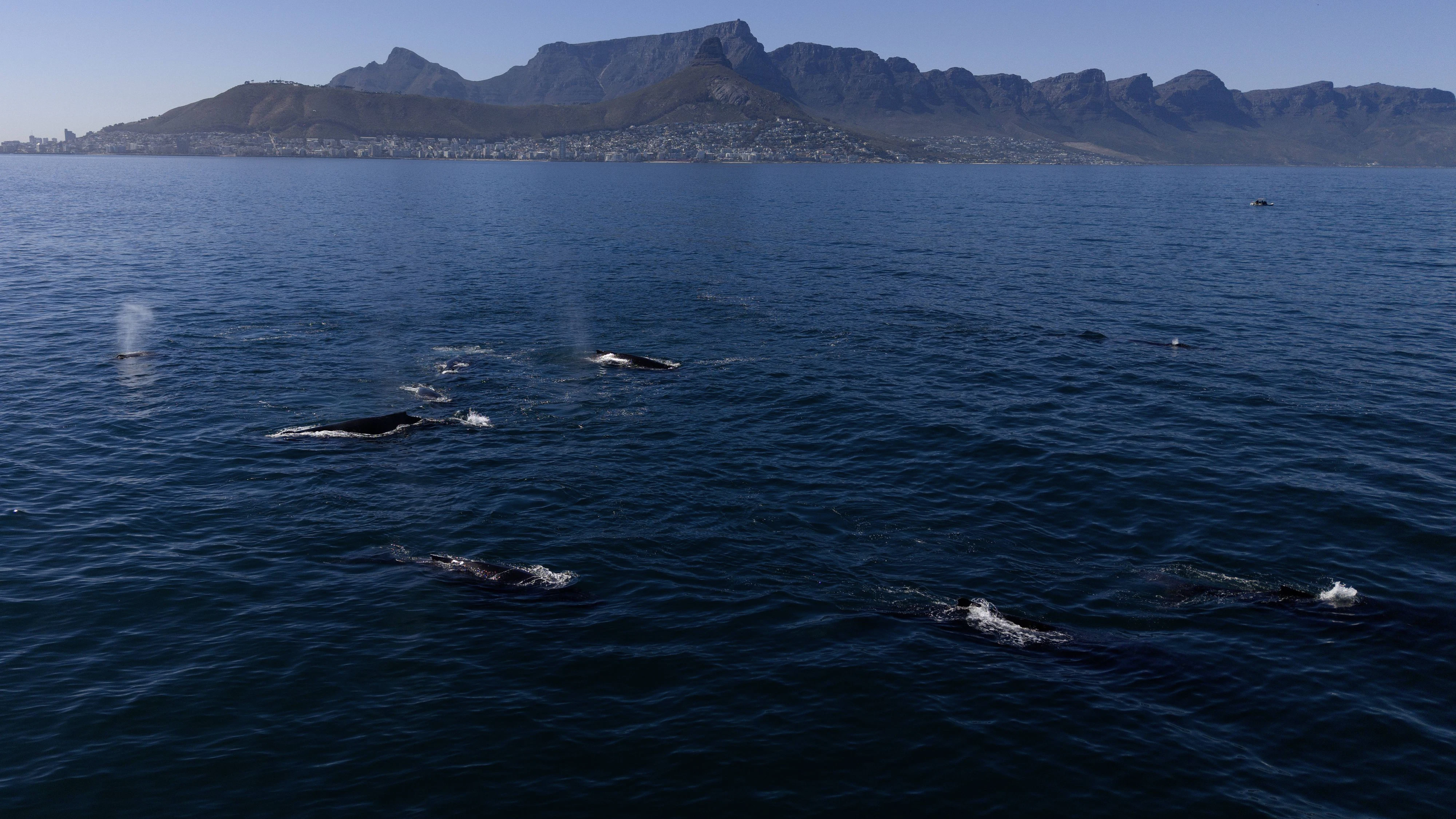 Eine riesige Gruppe von Buckelwalen schwimmt am 29. November 2024 vor der Küste von Kapstadt, Südafrika. Dieses Ereignis unterstreicht zwar die Gesundheit des lokalen Ökosystems, steht jedoch im Schatten der Besorgnis über die möglichen Gefahren durch den zunehmenden Schiffsverkehr rund um Afrikas Südspitze infolge des Iran-Kriegs.