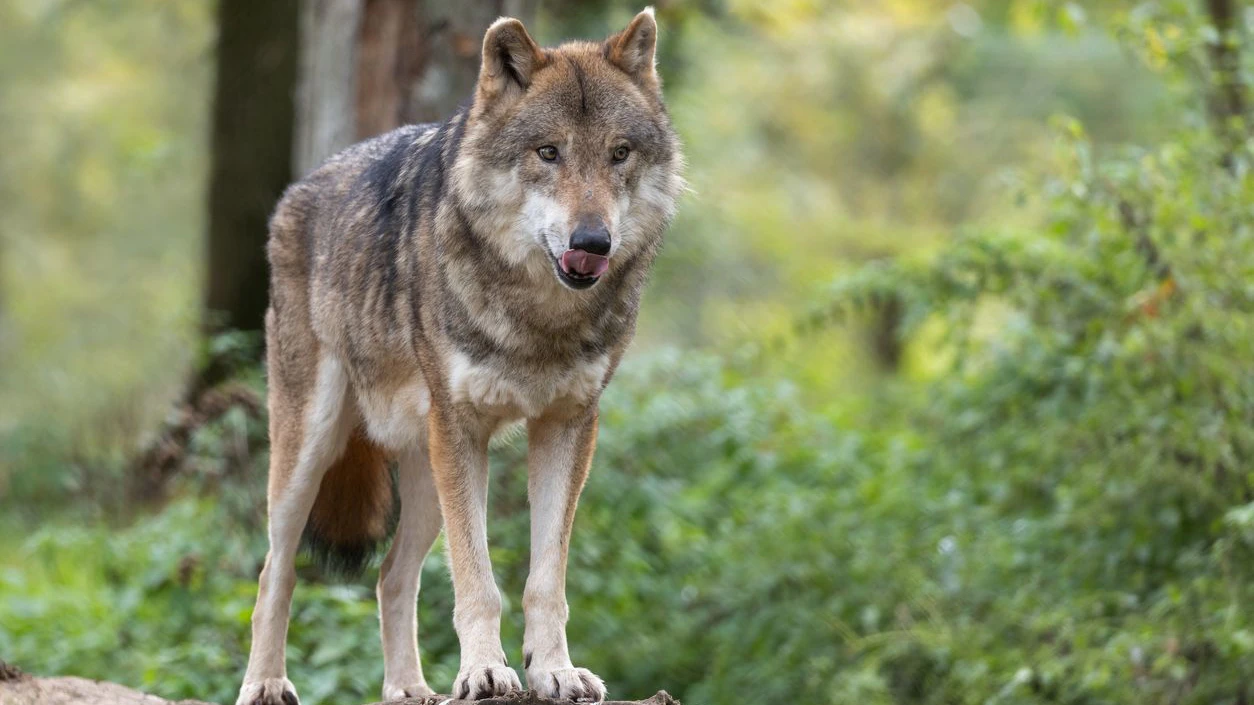 Der Wolf tötete sechs Schafe.