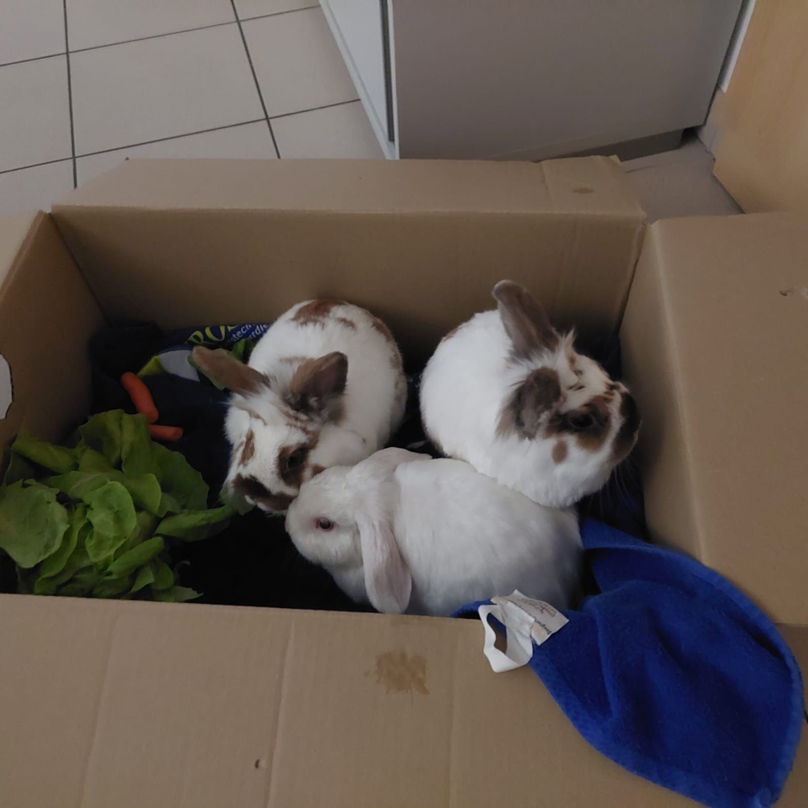 Am 11. Mai wurden diese Kaninchen in Purkersdorf gefunden.