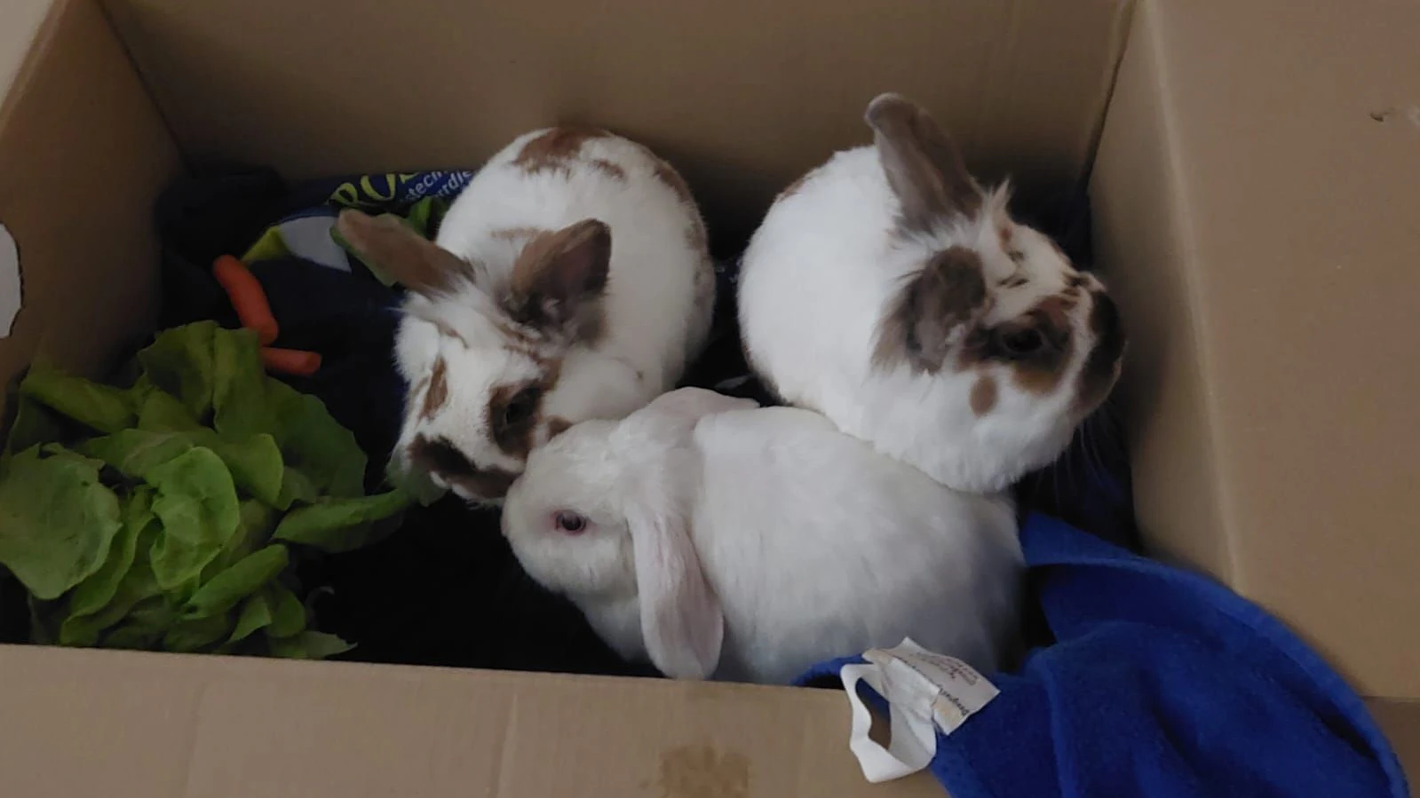 Am 11. Mai wurden diese Kaninchen in Purkersdorf gefunden.