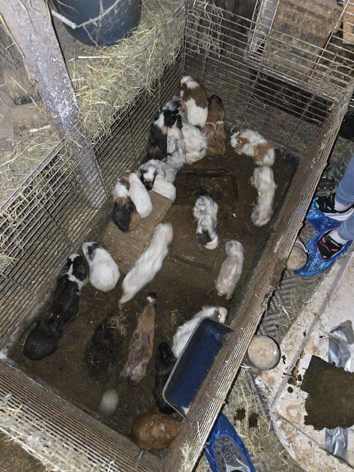 Die Tiere sind allesamt in einem schrecklichen Zustand, wenn sie nicht bereits tot sind. 
