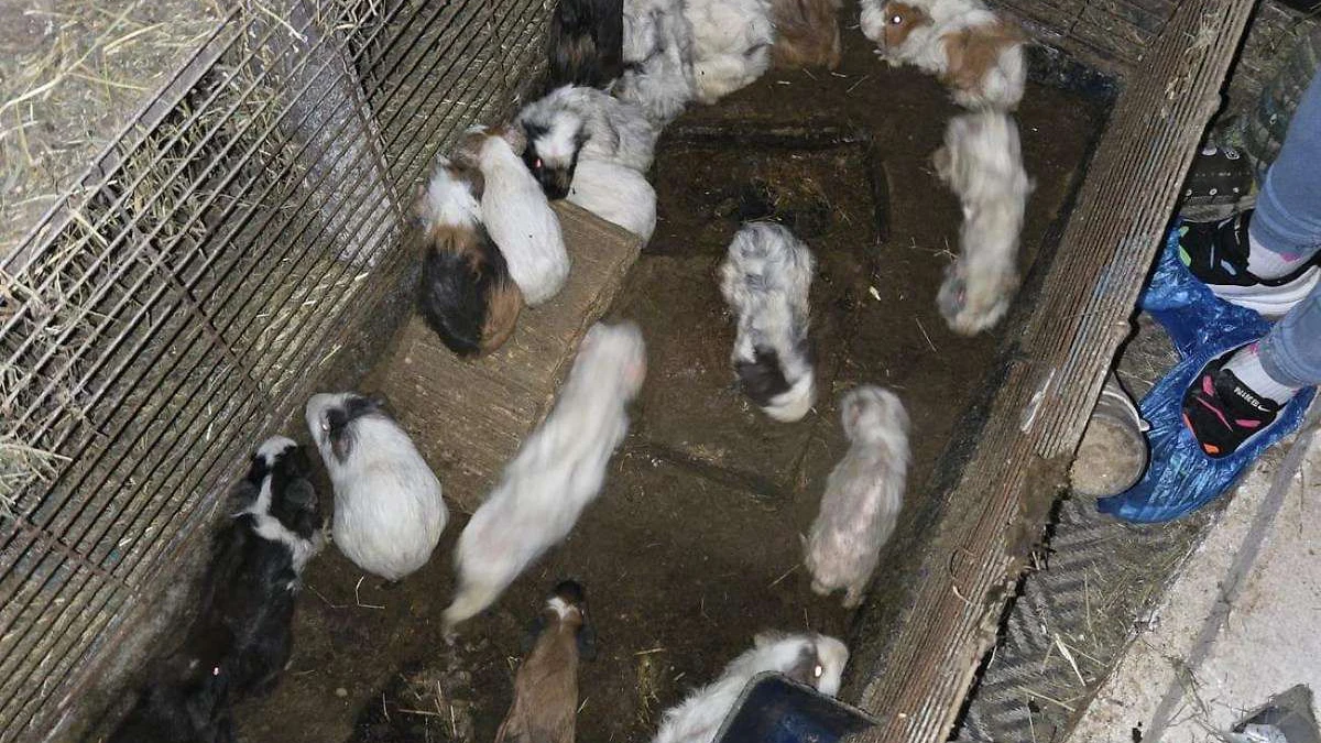 Die Tiere sind allesamt in einem schrecklichen Zustand, wenn sie nicht bereits tot sind. 