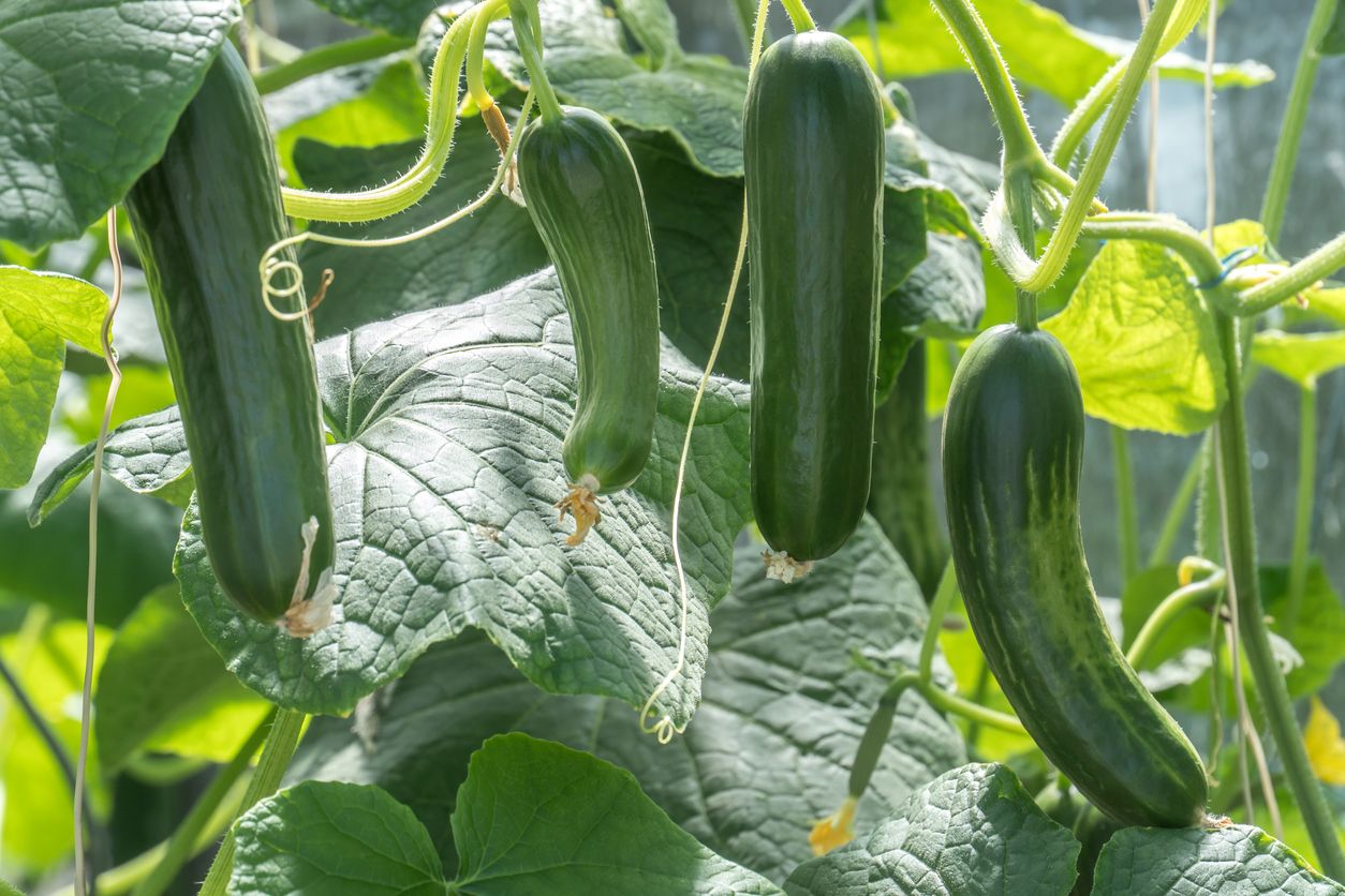 Deine Zucchini verliert ihr sattes Grün? Von falschem Gießen bis zu Schädlingen kommen mehrere Ursachen infrage.